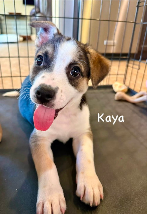 Kaya photo 2
