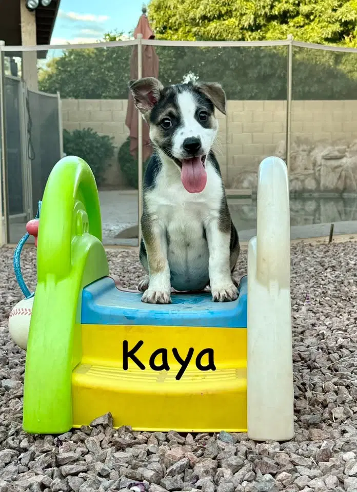 Kaya - Jack Russell Terrier