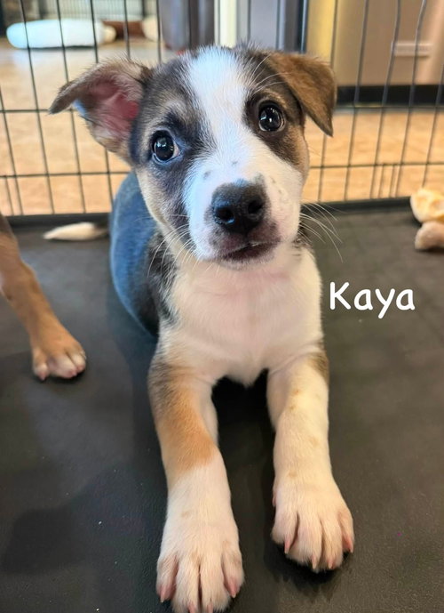 Kaya photo 6