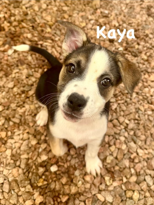 Kaya