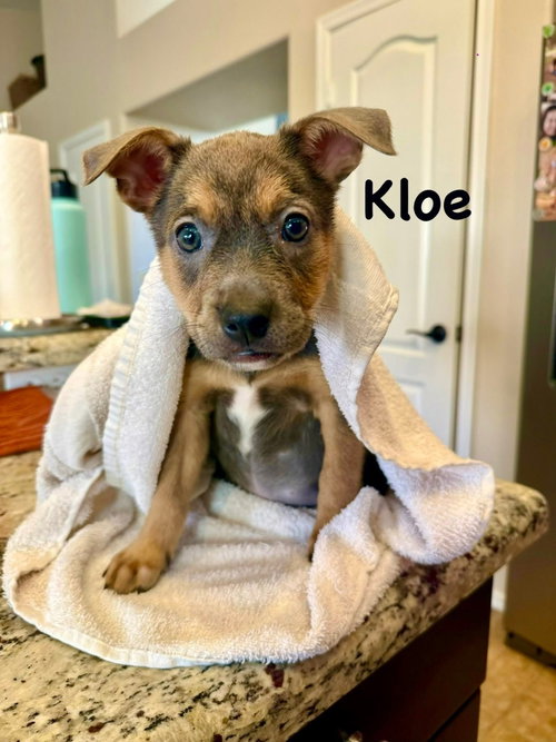 Kloe photo 3