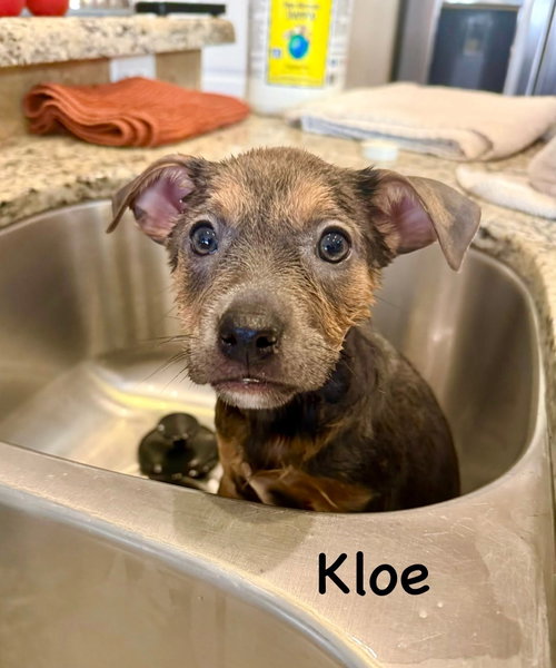 Kloe photo 6