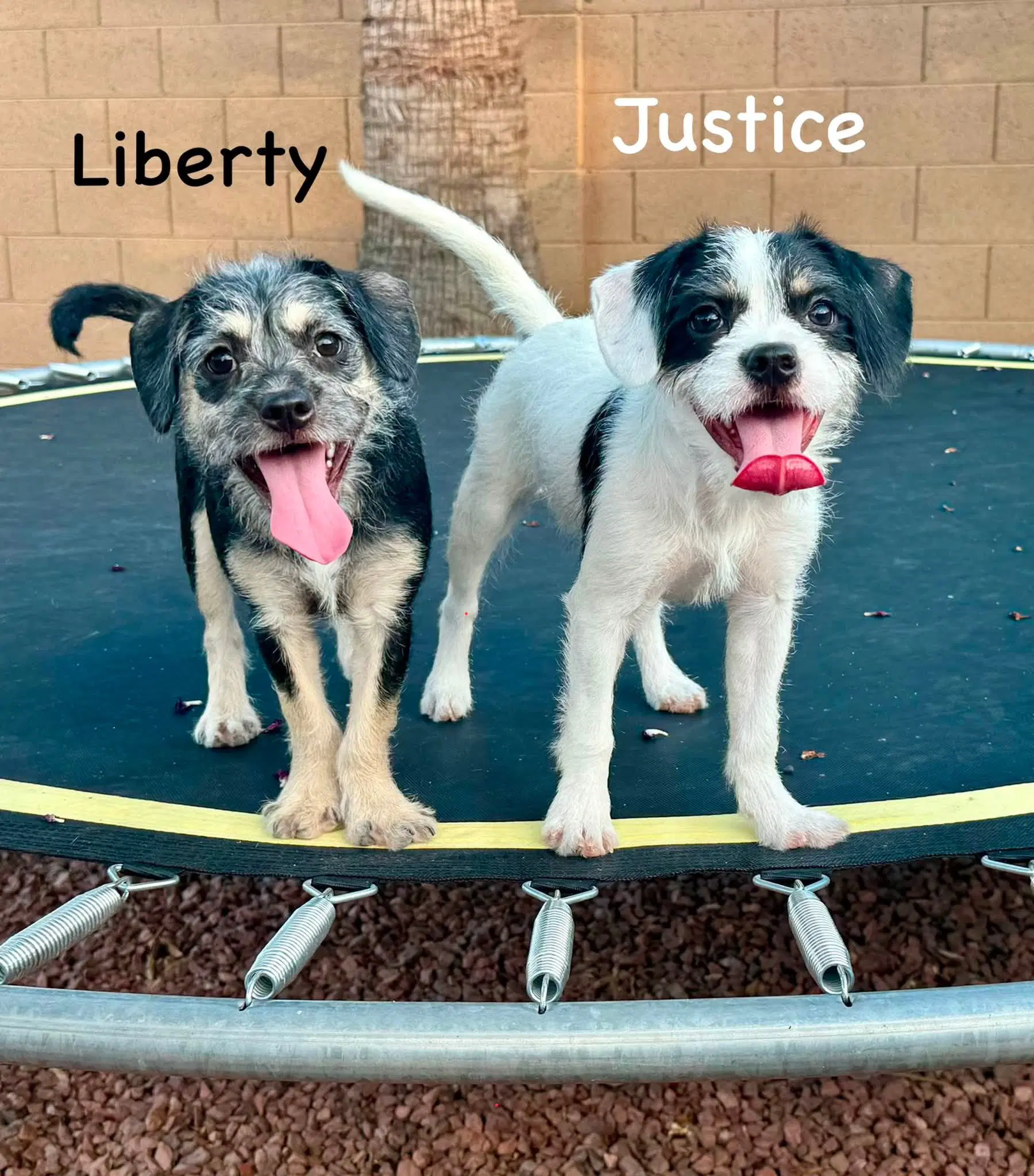 Liberty - Terrier