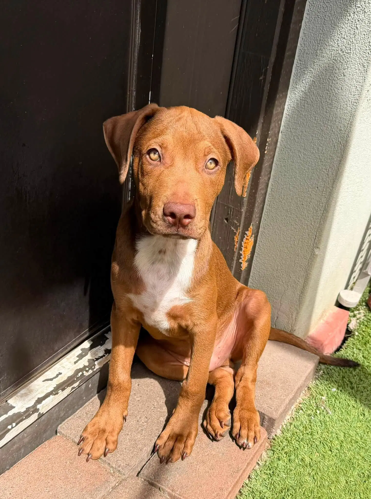 Cappuccino Cappy - Vizsla