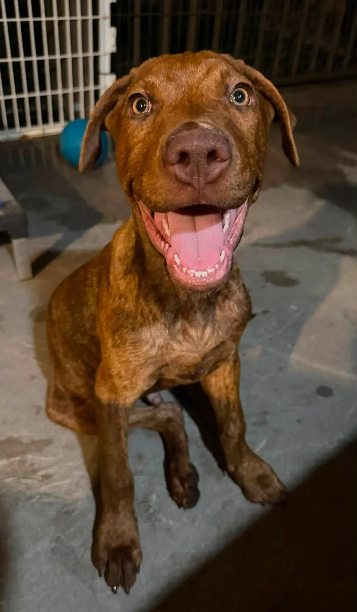 Calzone - Vizsla