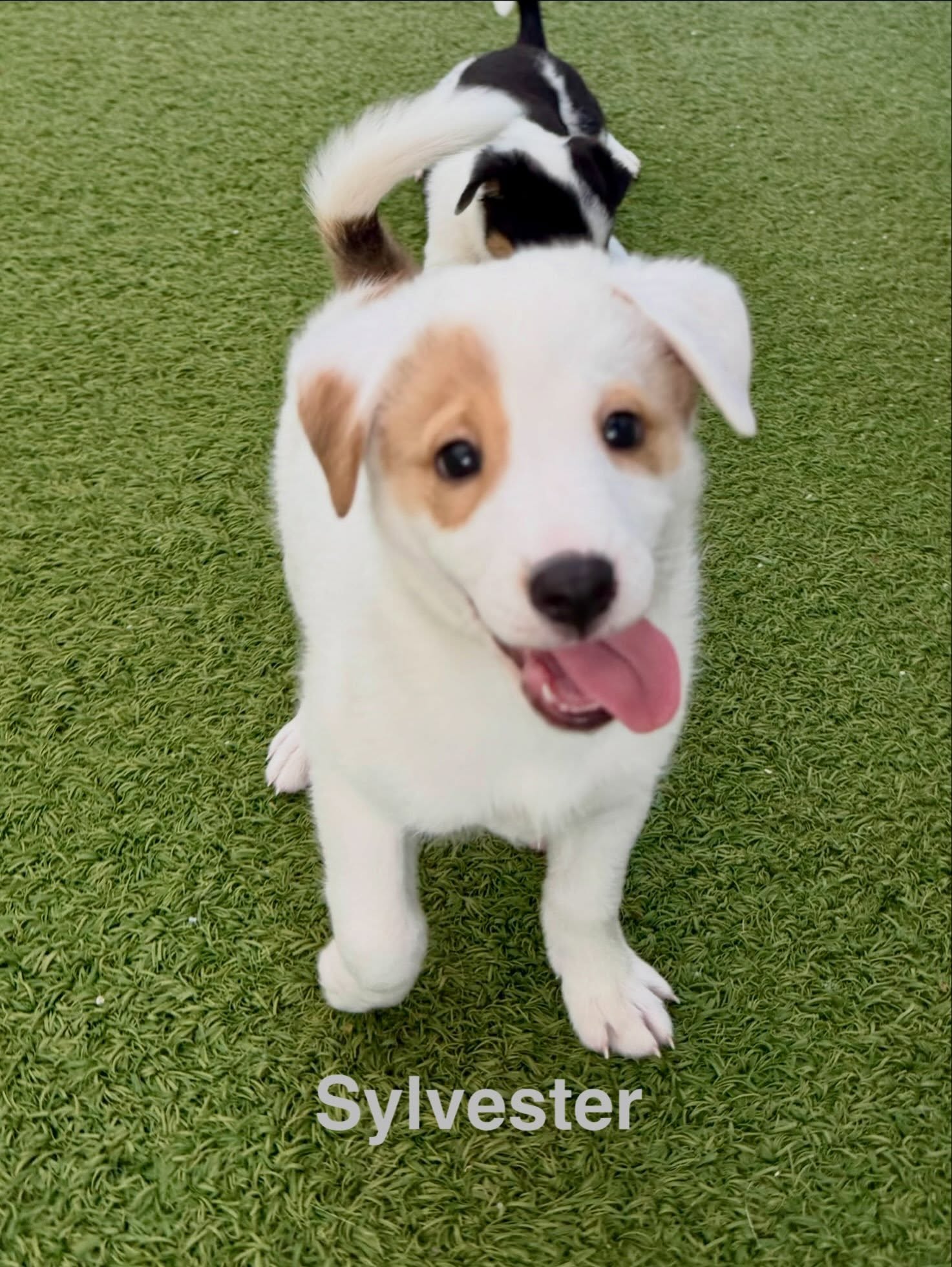 Sylvester