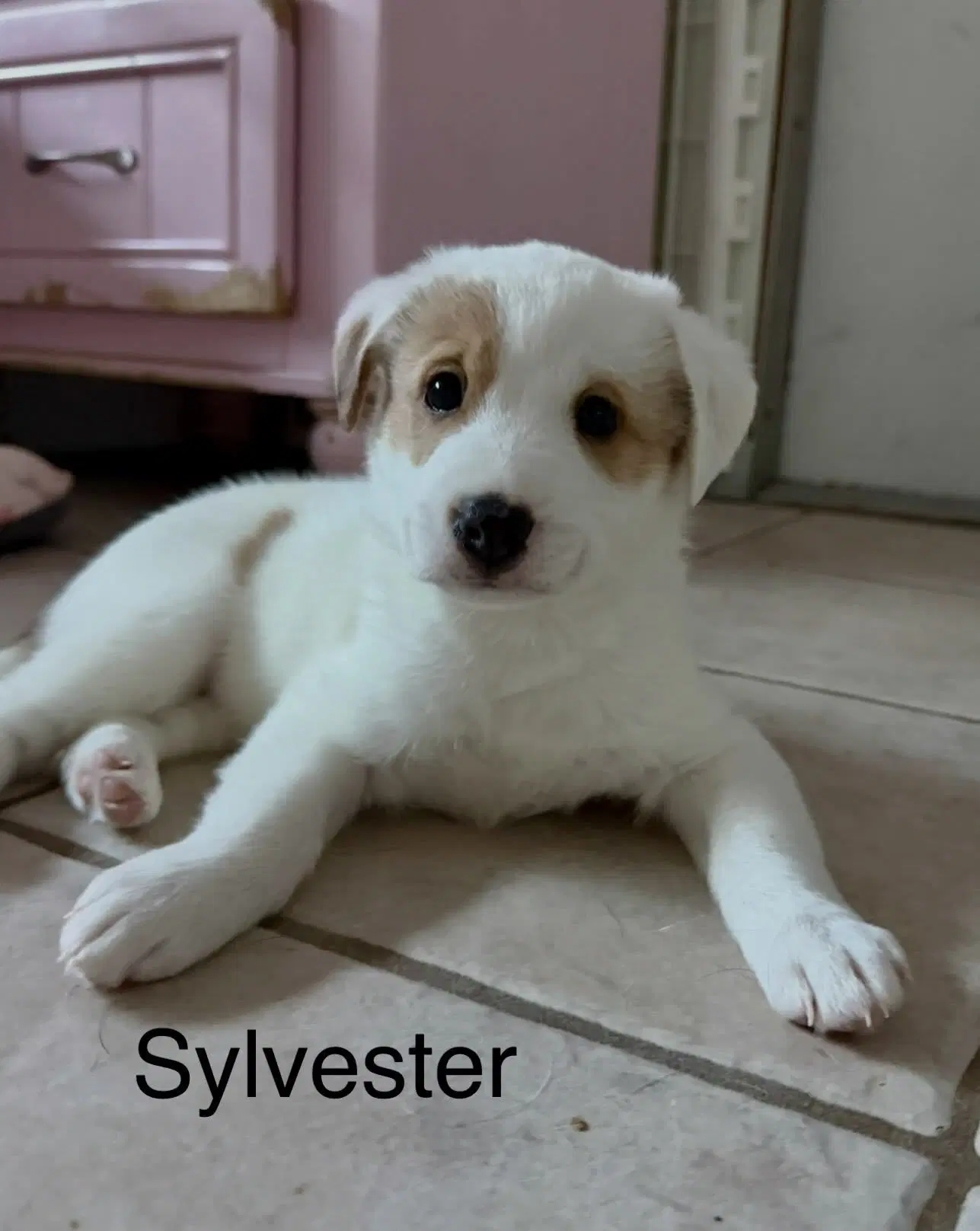 Sylvester image 2