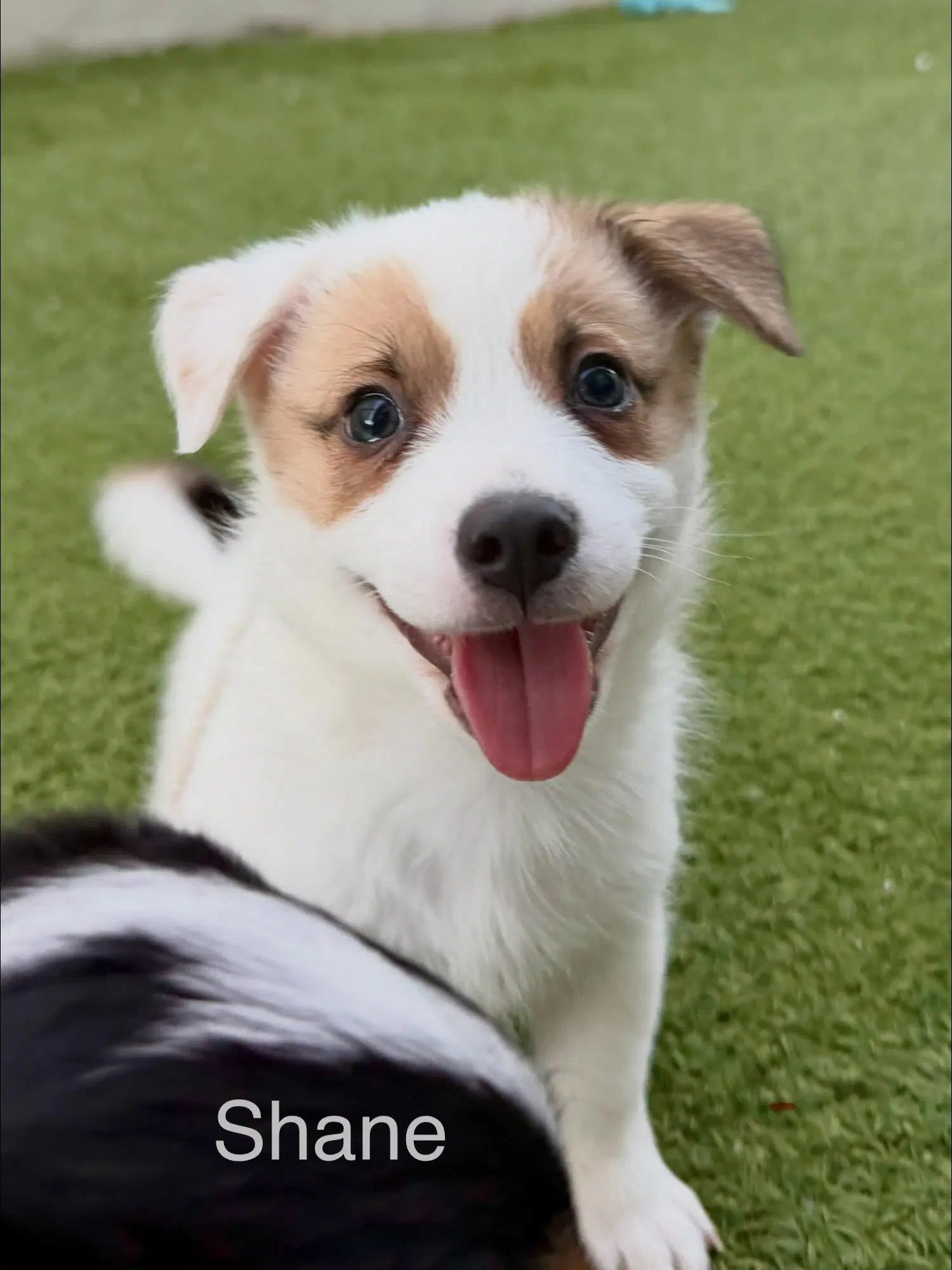 Shane - Jack Russell Terrier