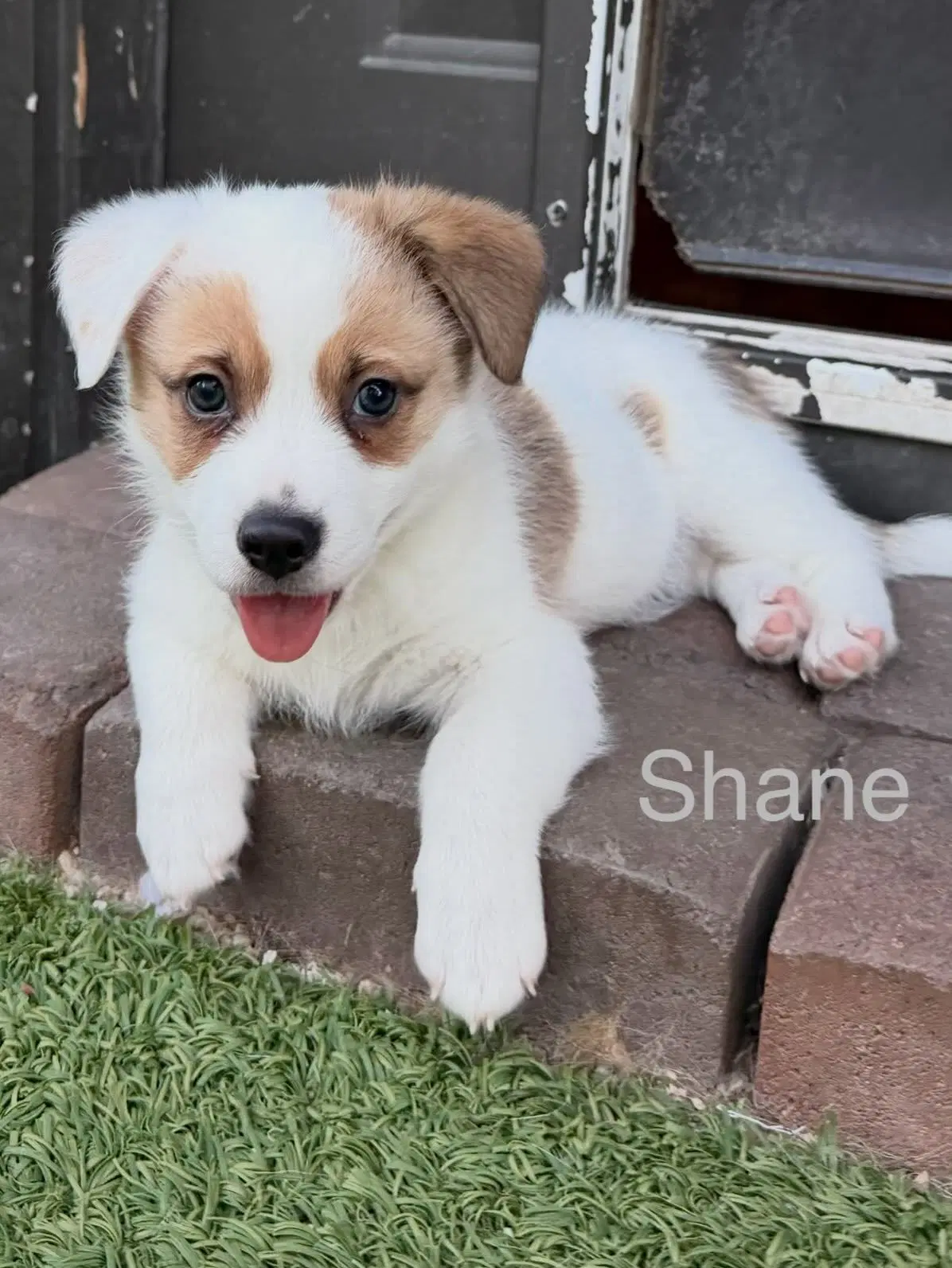 Shane image 2