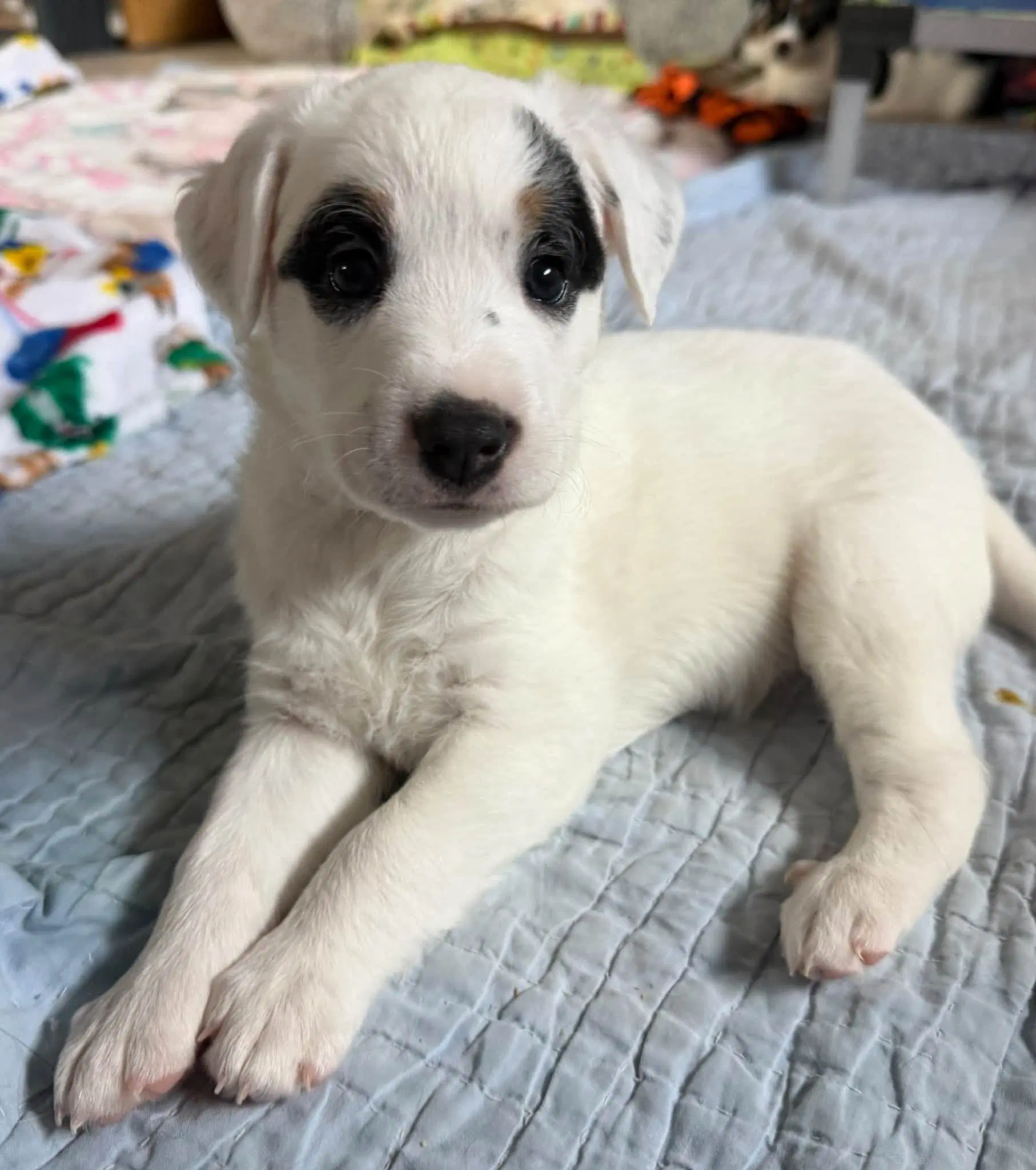 Santana - Jack Russell Terrier