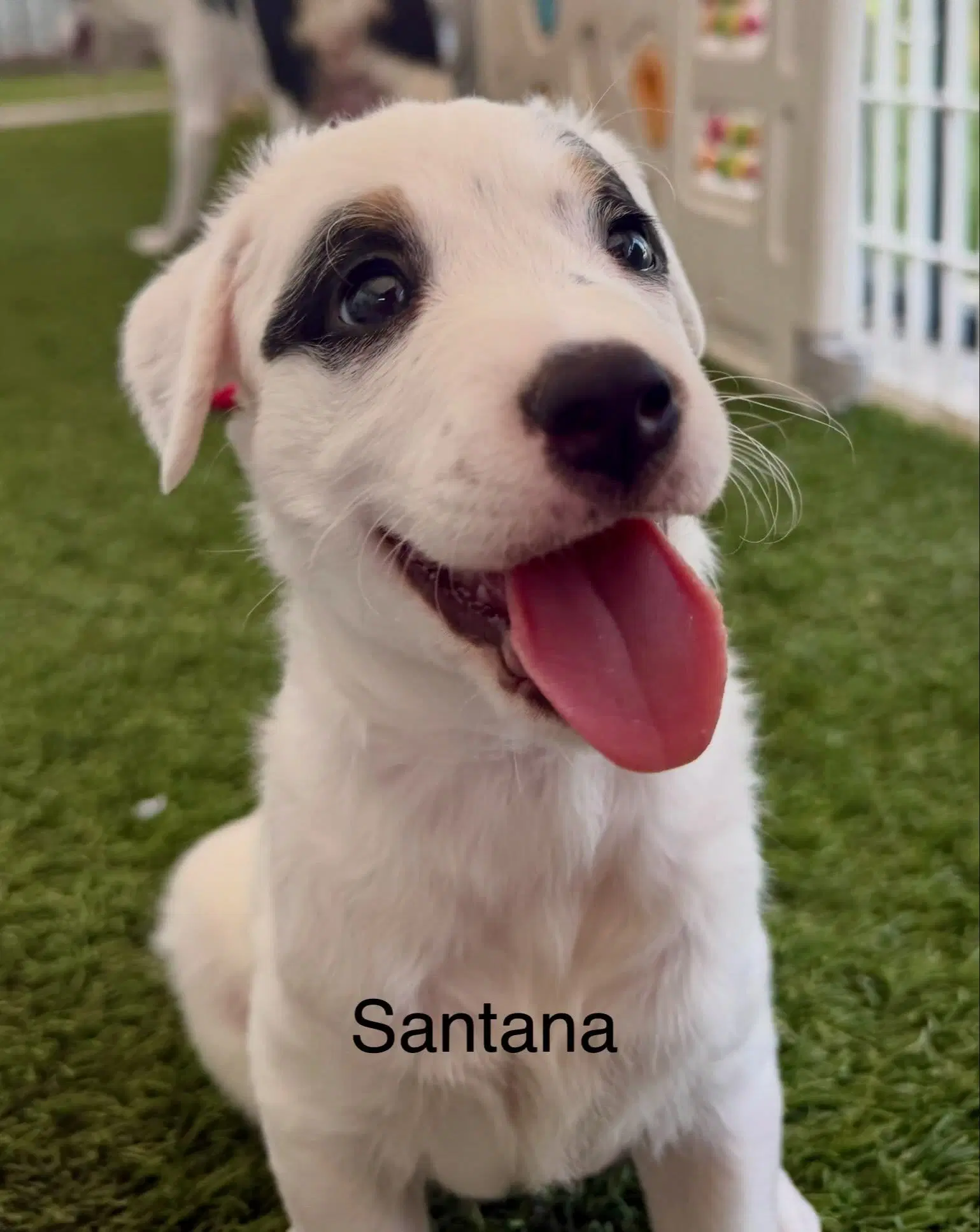 Santana image 2