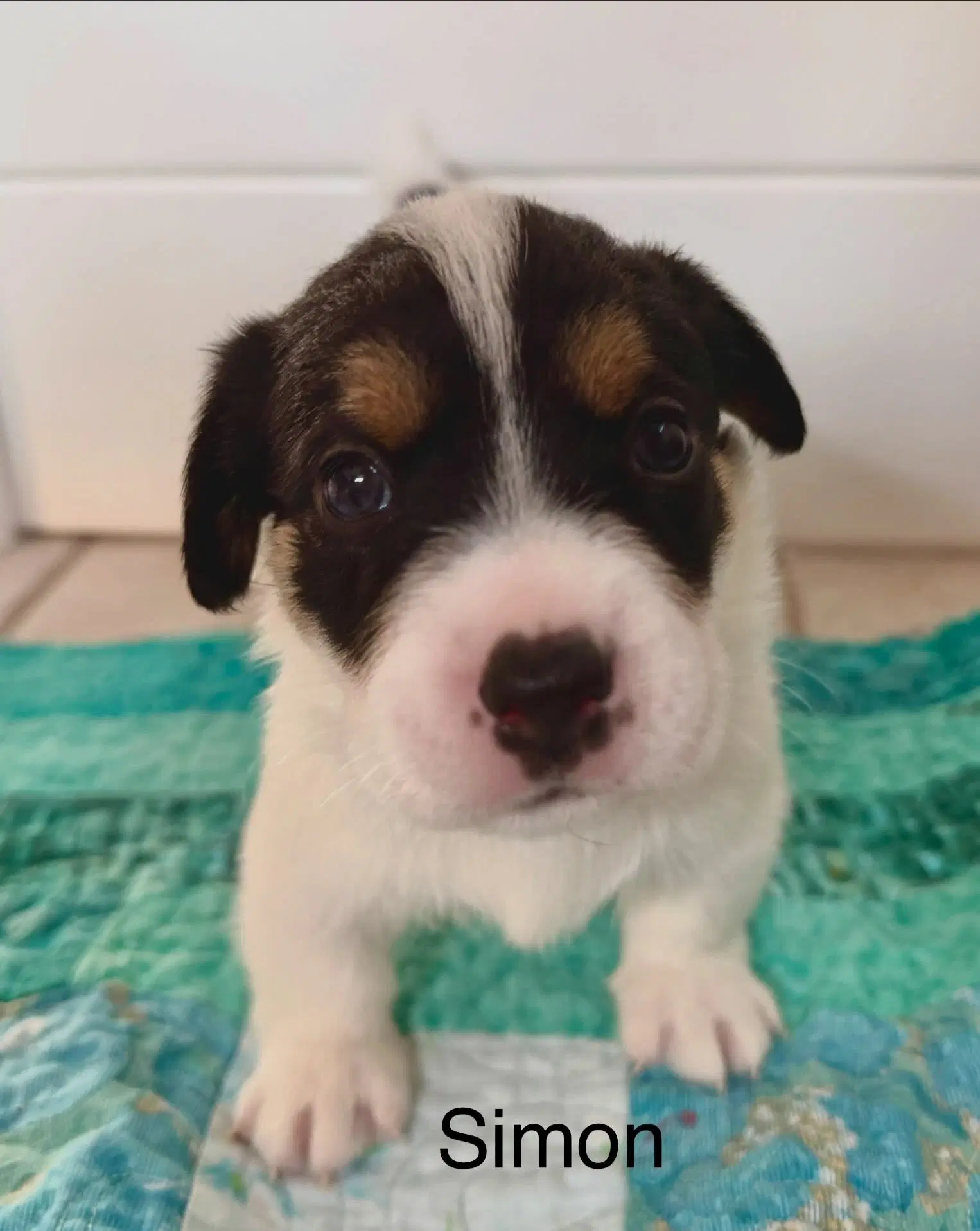 Simon - Jack Russell Terrier