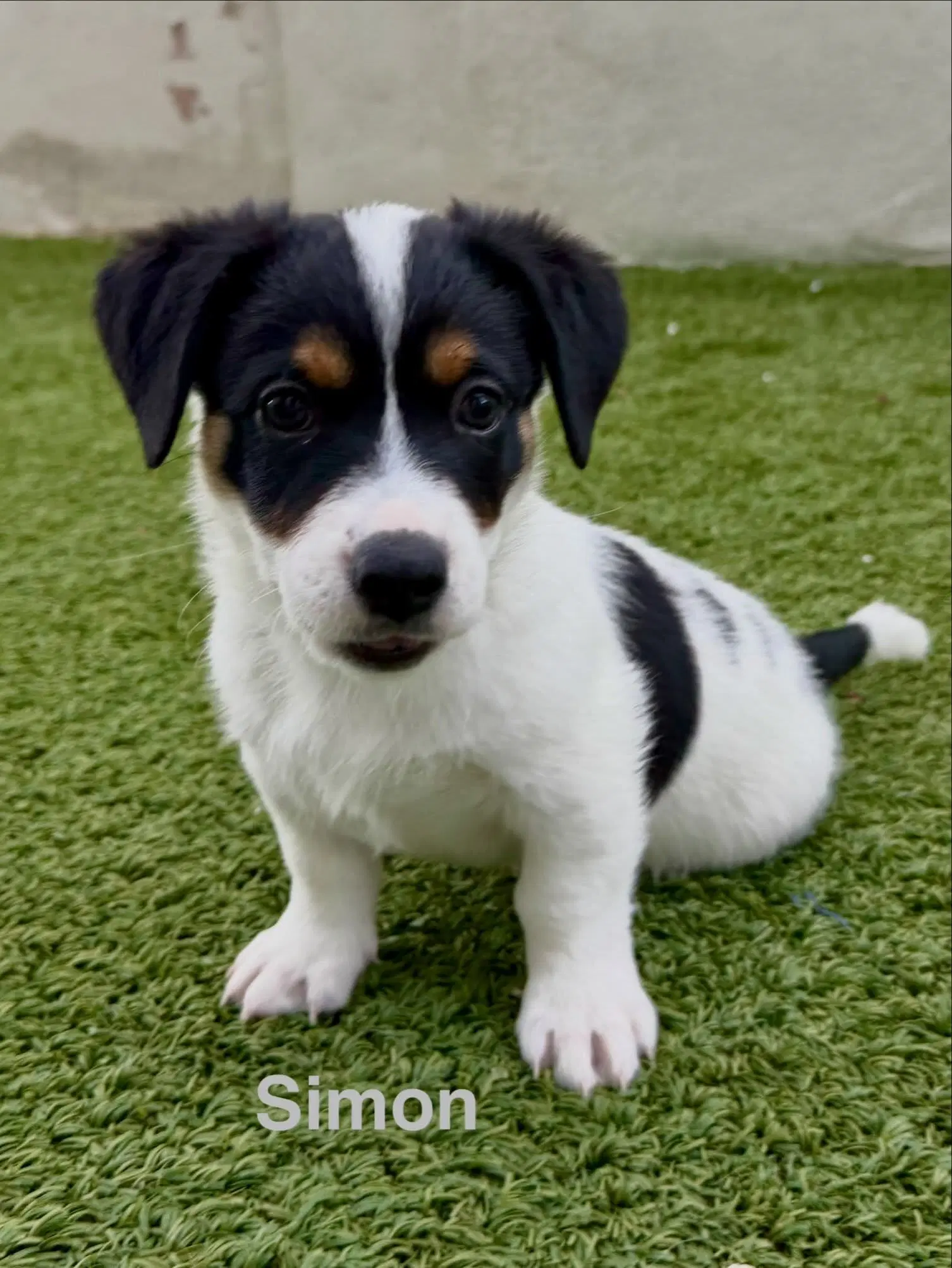 Simon - Jack Russell Terrier