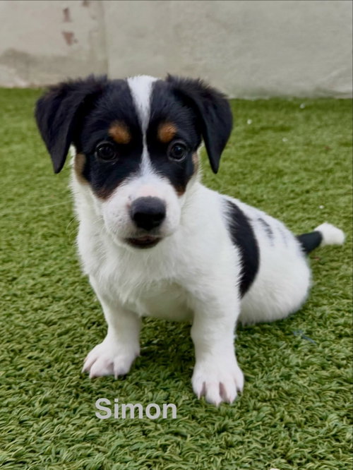 Simon, a dog for adoption from Sunshine Dog Rescue