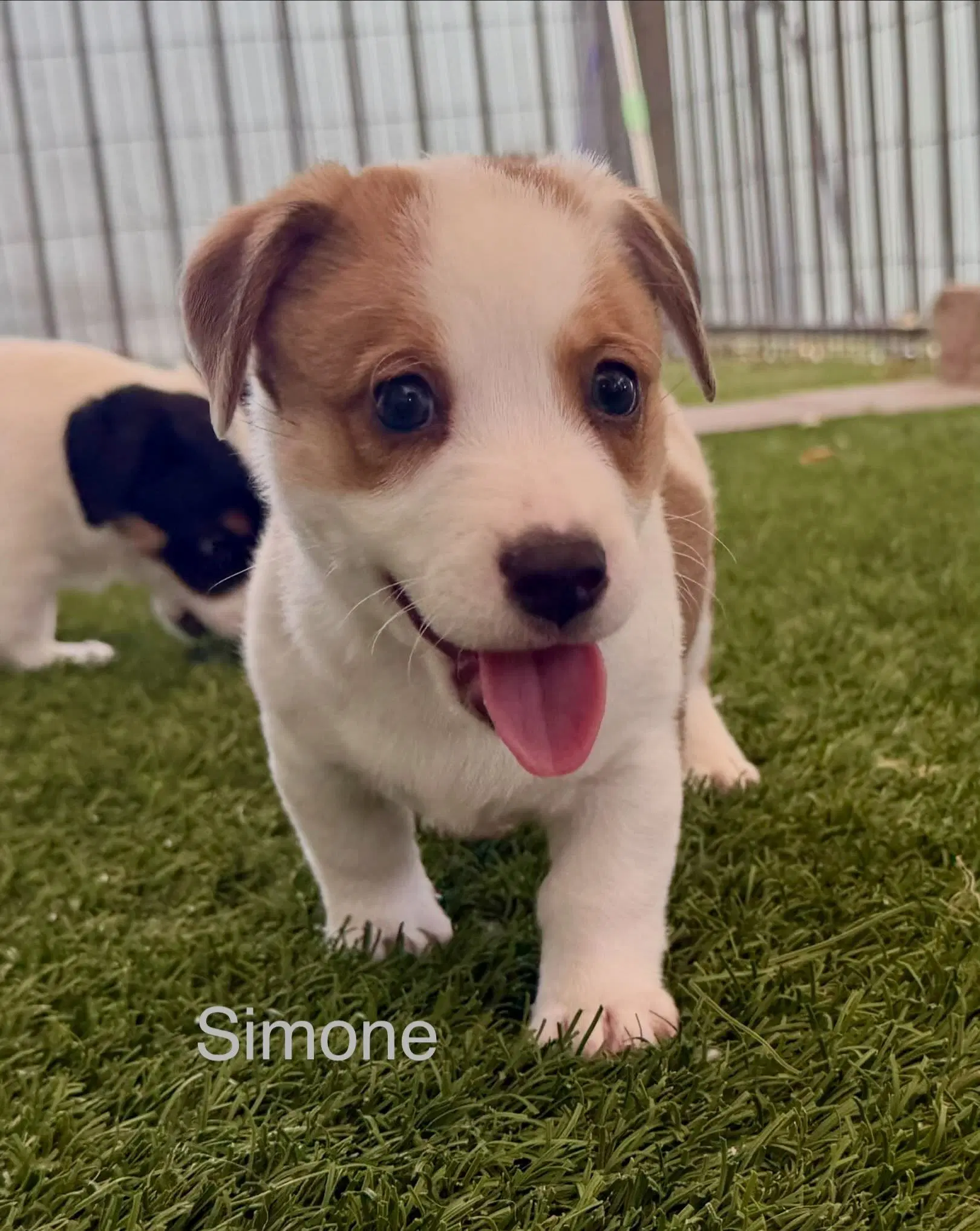Simone - Jack Russell Terrier