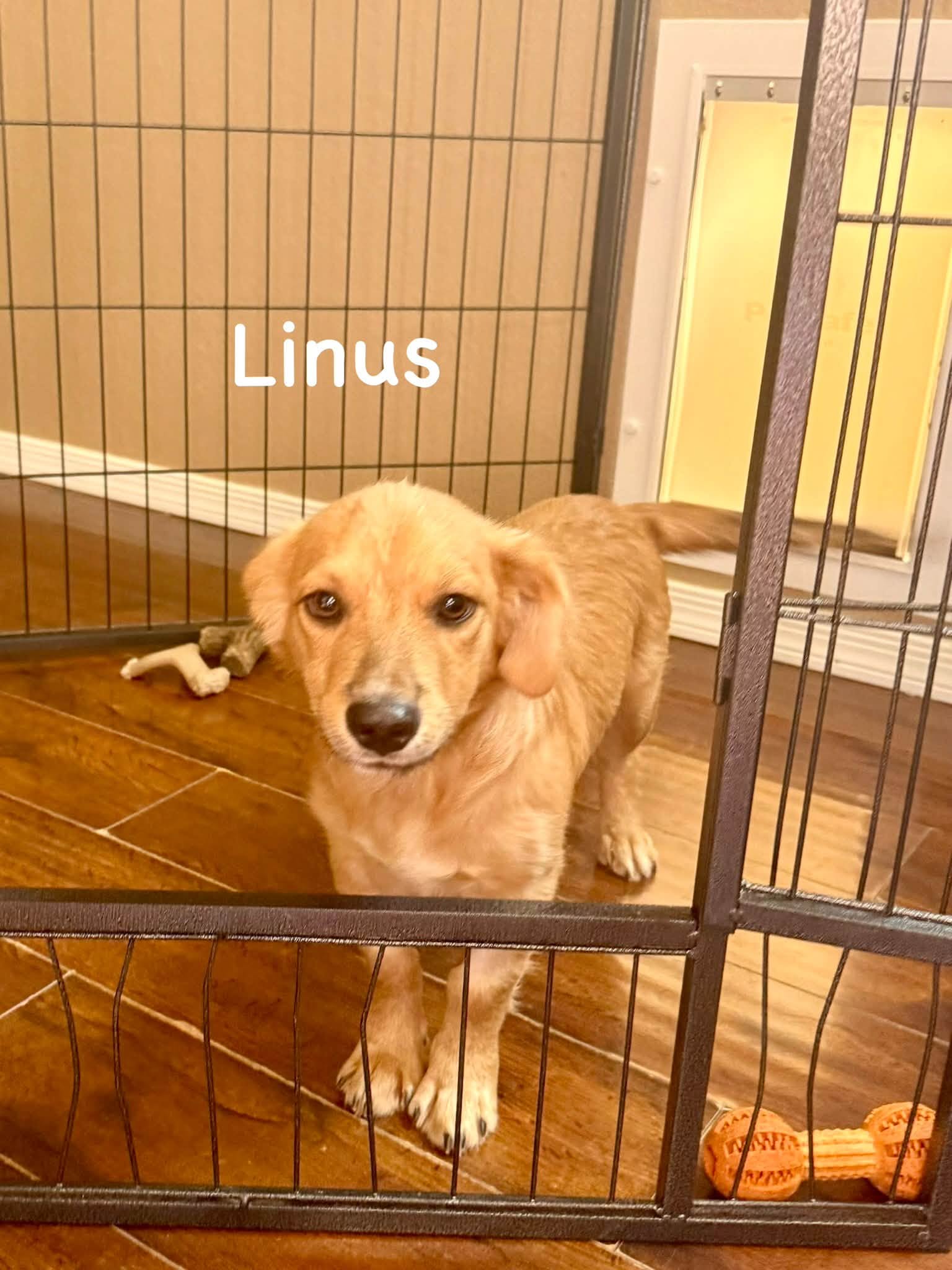 Linus