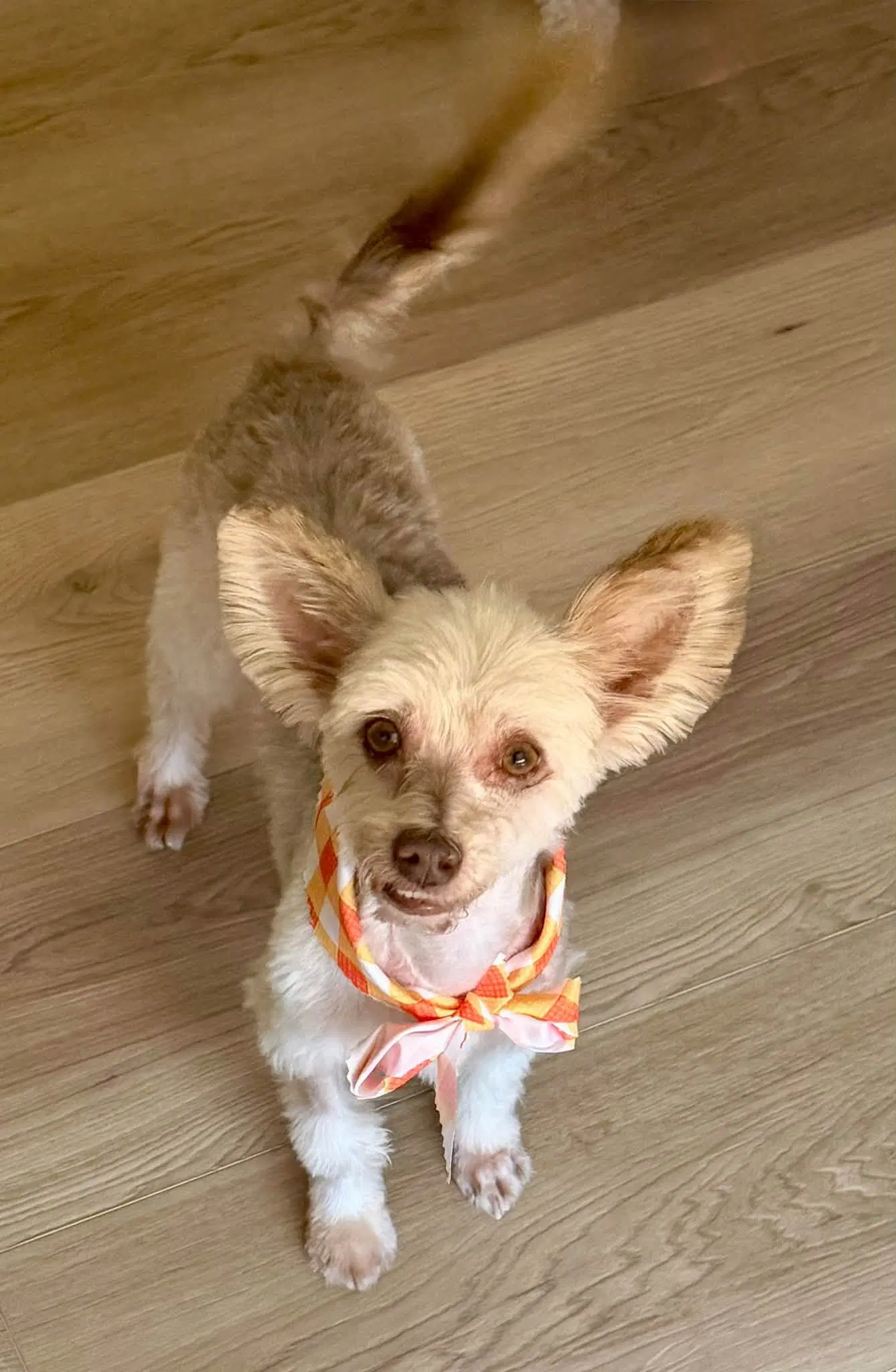 Bennett - Yorkshire Terrier Yorkie
