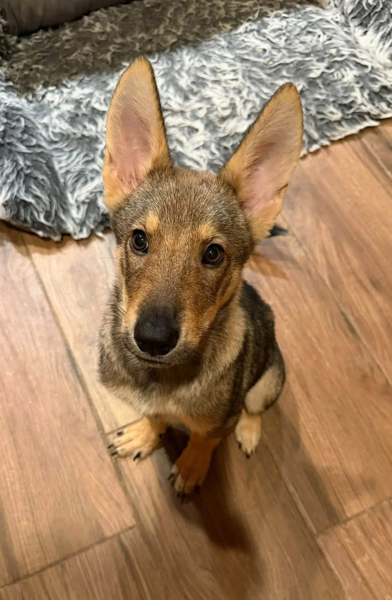 Coyote - Australian Kelpie
