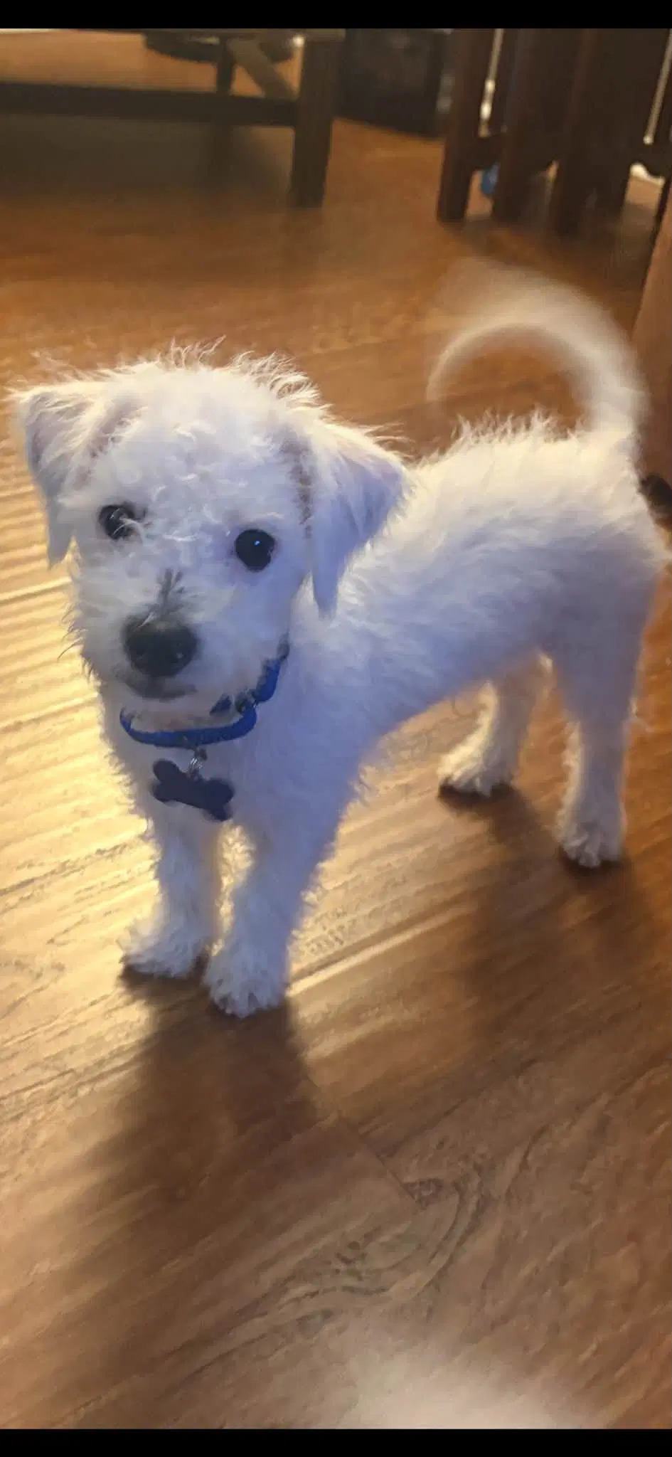 Kirby - Bichon Frise