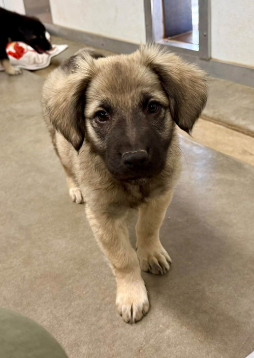 Watson, a dog for adoption from Sunshine Dog Rescue