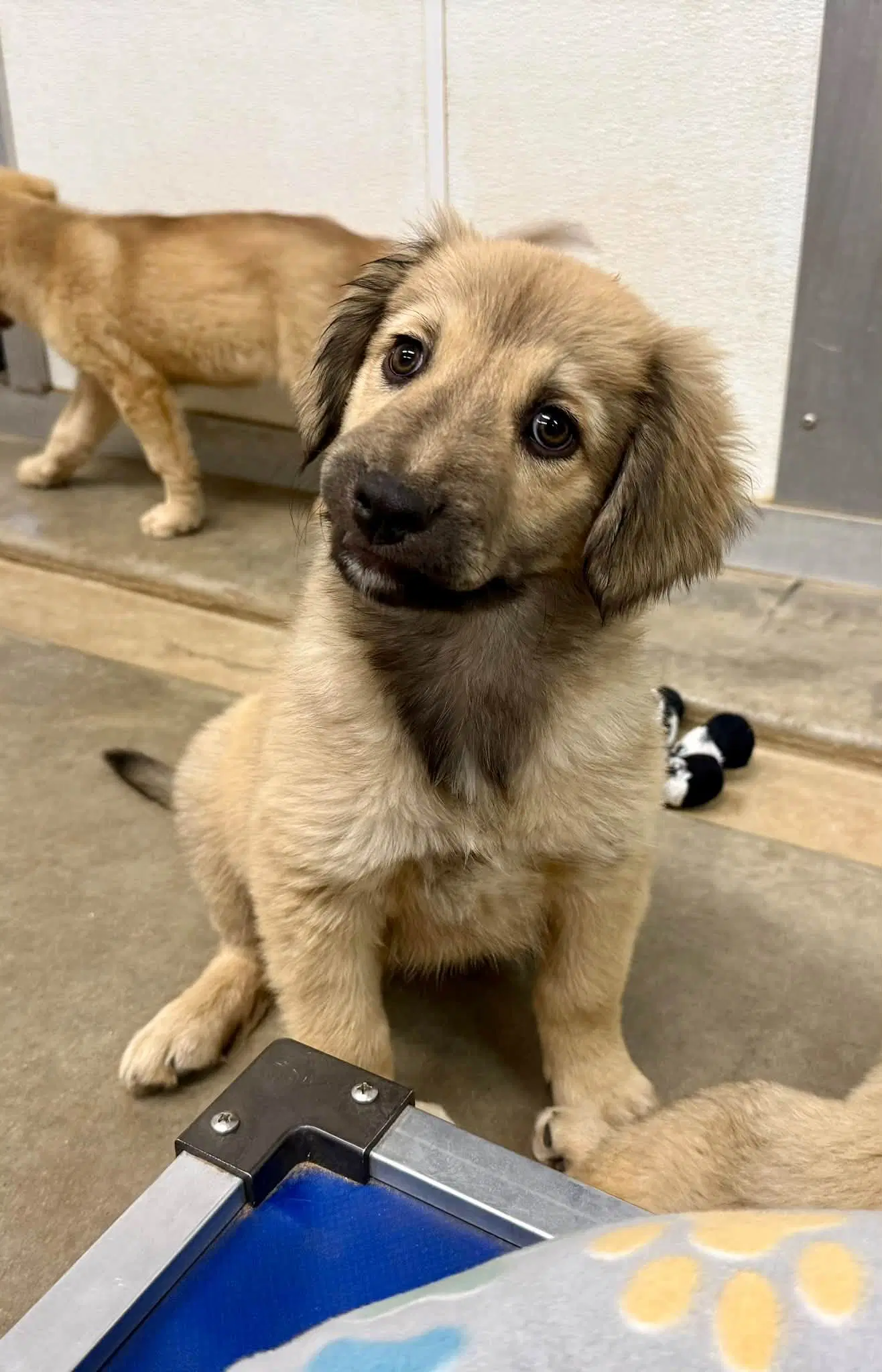 Waffle - Anatolian Shepherd