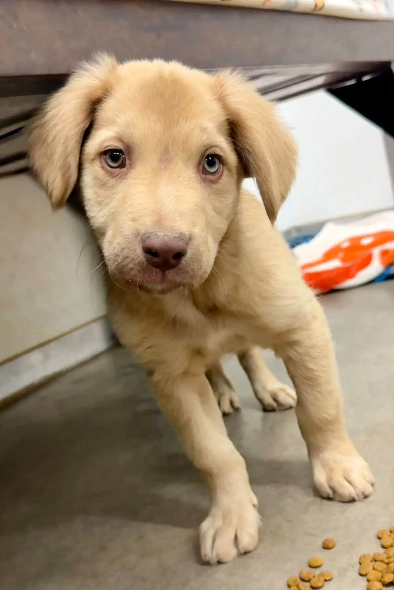 Wink - Golden Retriever