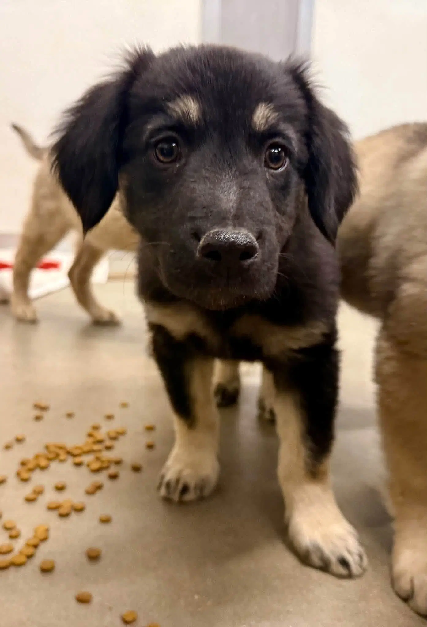 Walnut - Flat-coated Retriever
