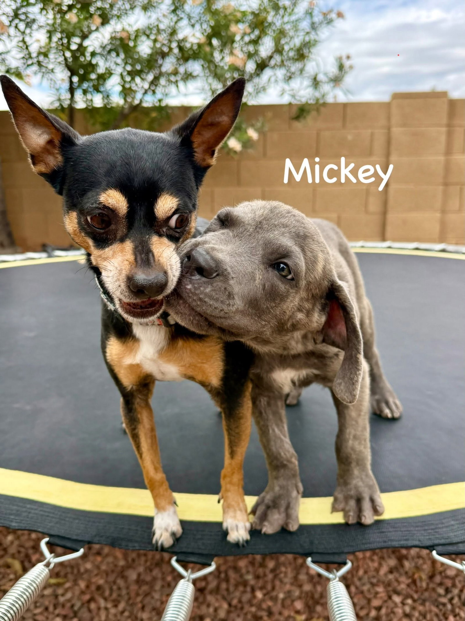 Mickey, photo 2