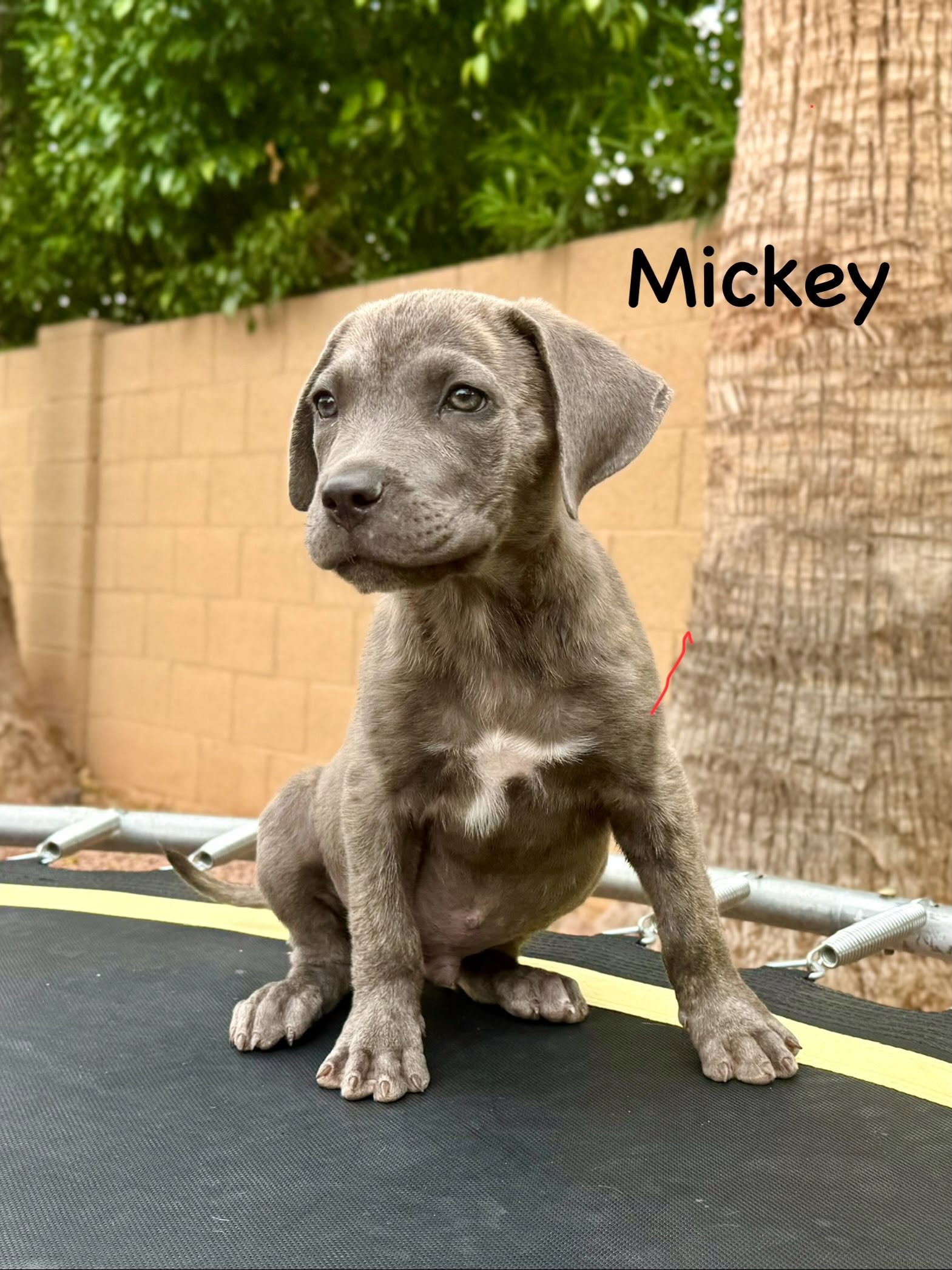 Mickey, photo 6