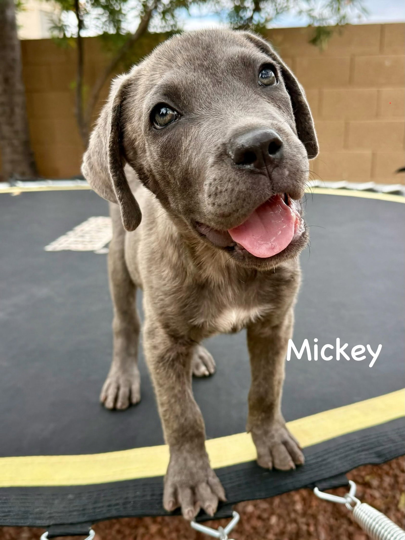 Mickey, photo 7