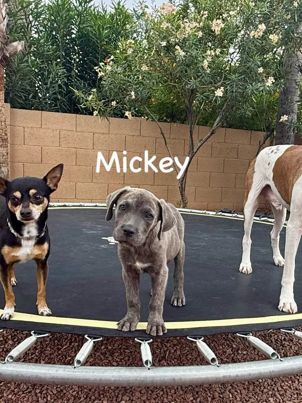 Mickey image 3
