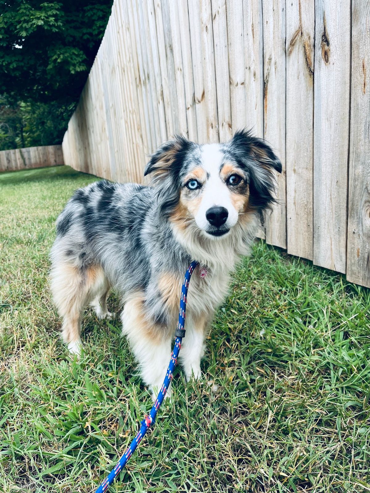 are australian shepherds high strung