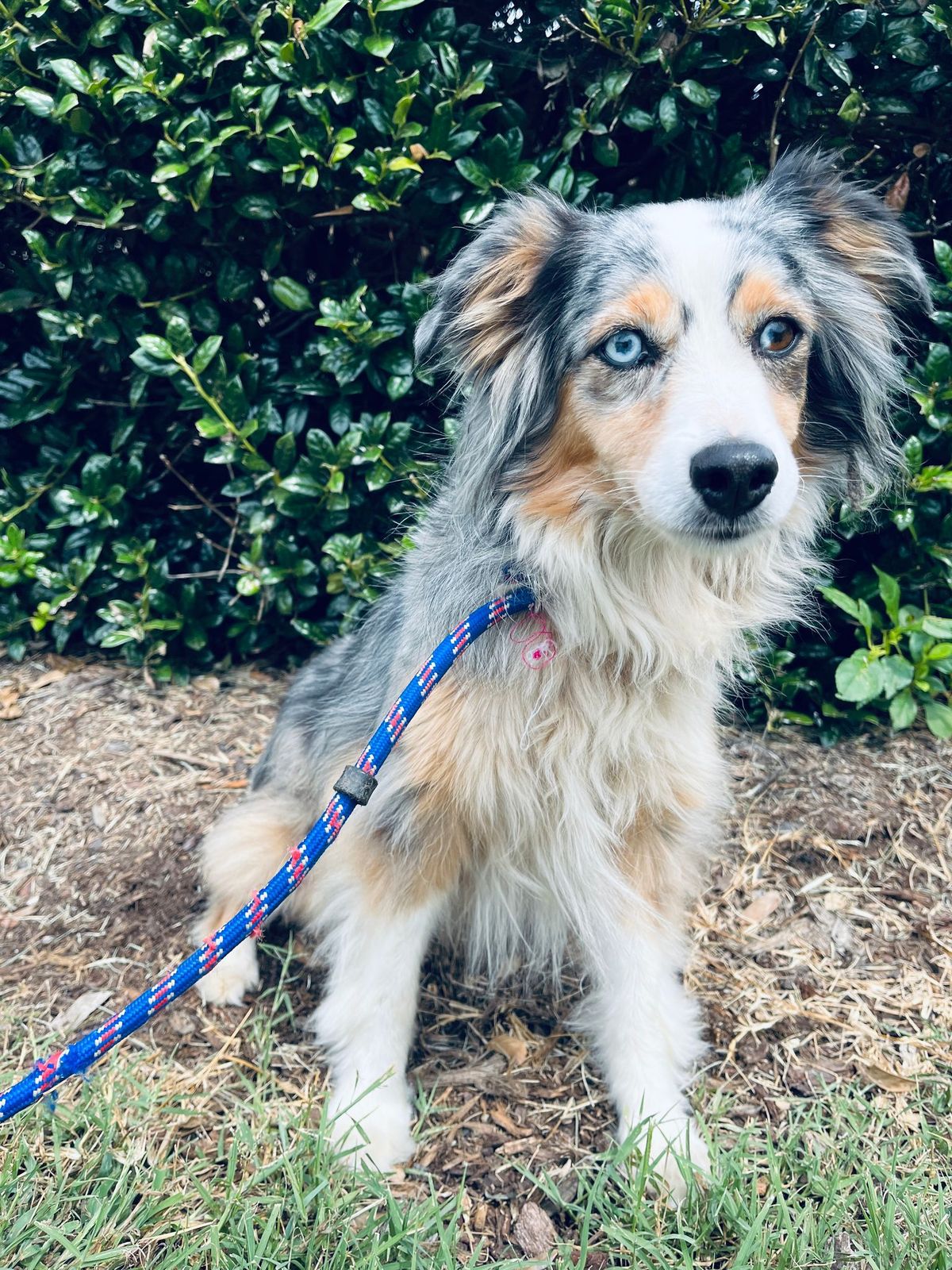 are australian shepherds high strung