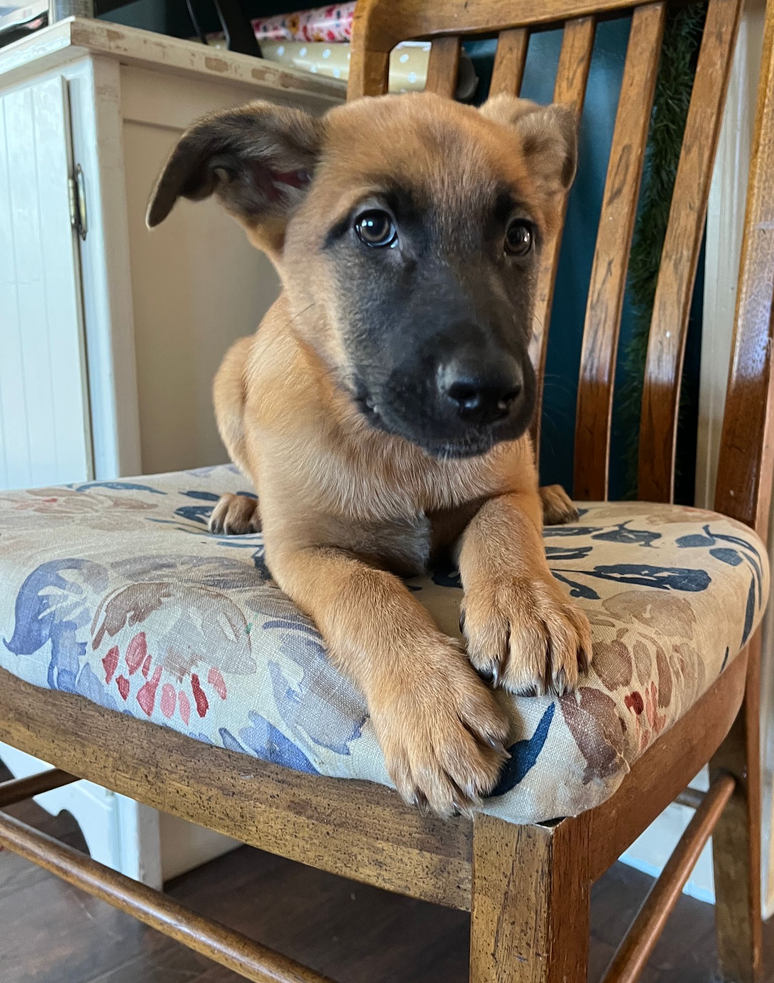 Dog for Adoption Parsons, a Belgian Shepherd Malinois in Lenoir, NC