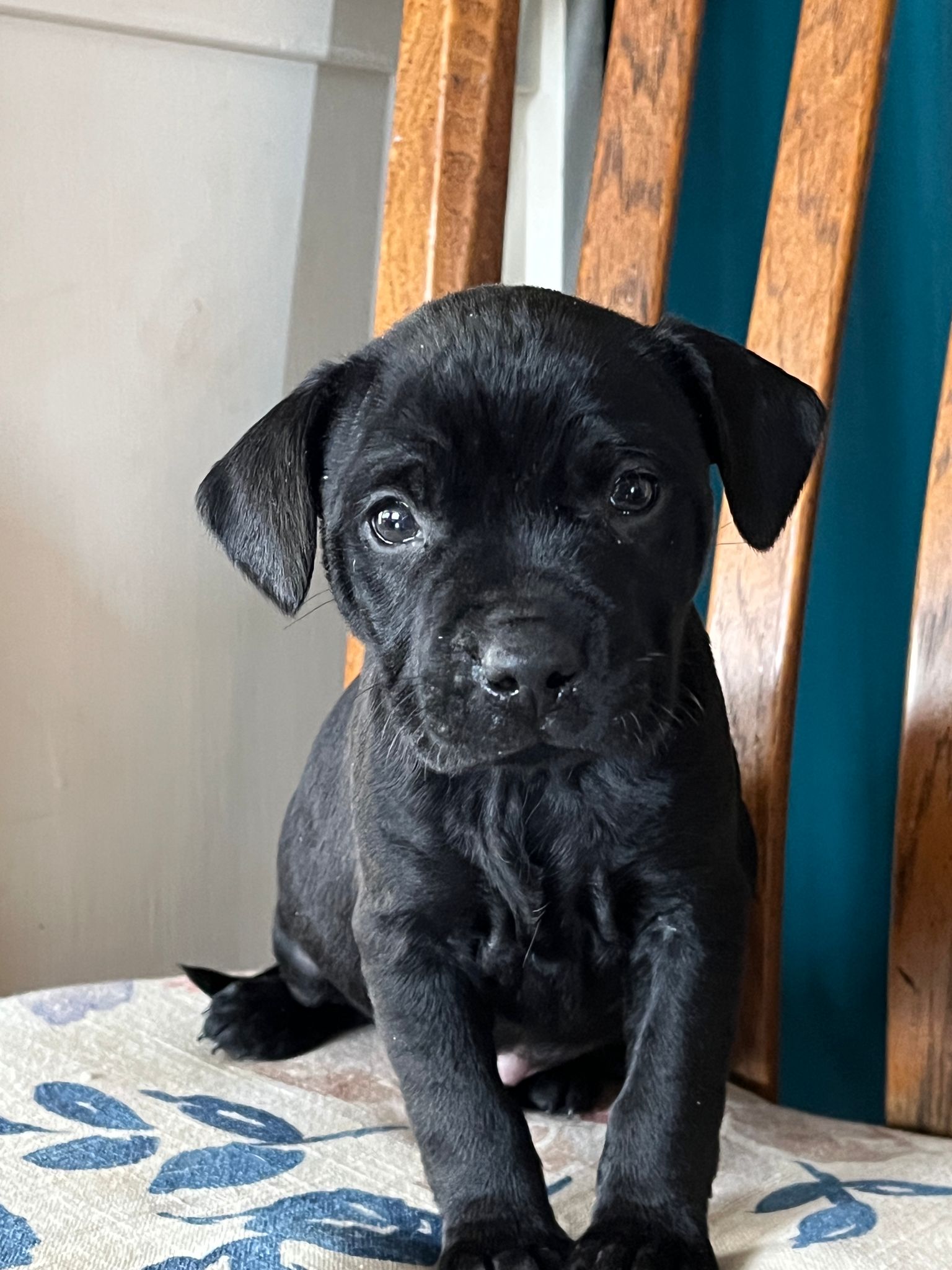 Dog for Adoption Heath, a Labrador Retriever in Spartanburg, SC