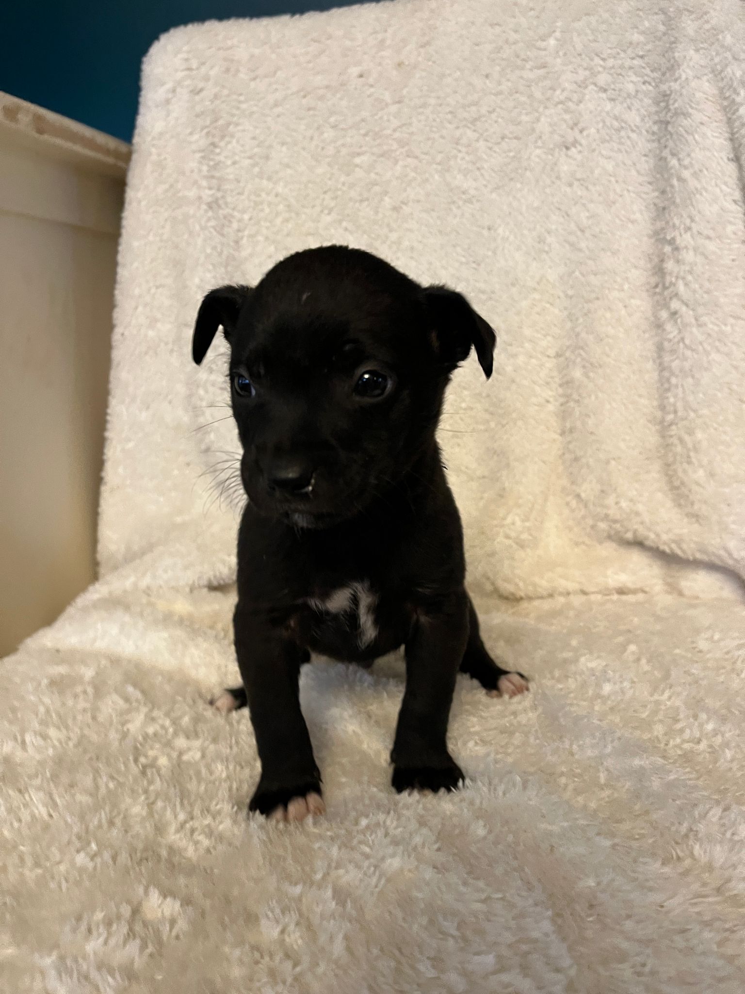 Dog for Adoption Sullivan, a Labrador Retriever in Gastonia, NC