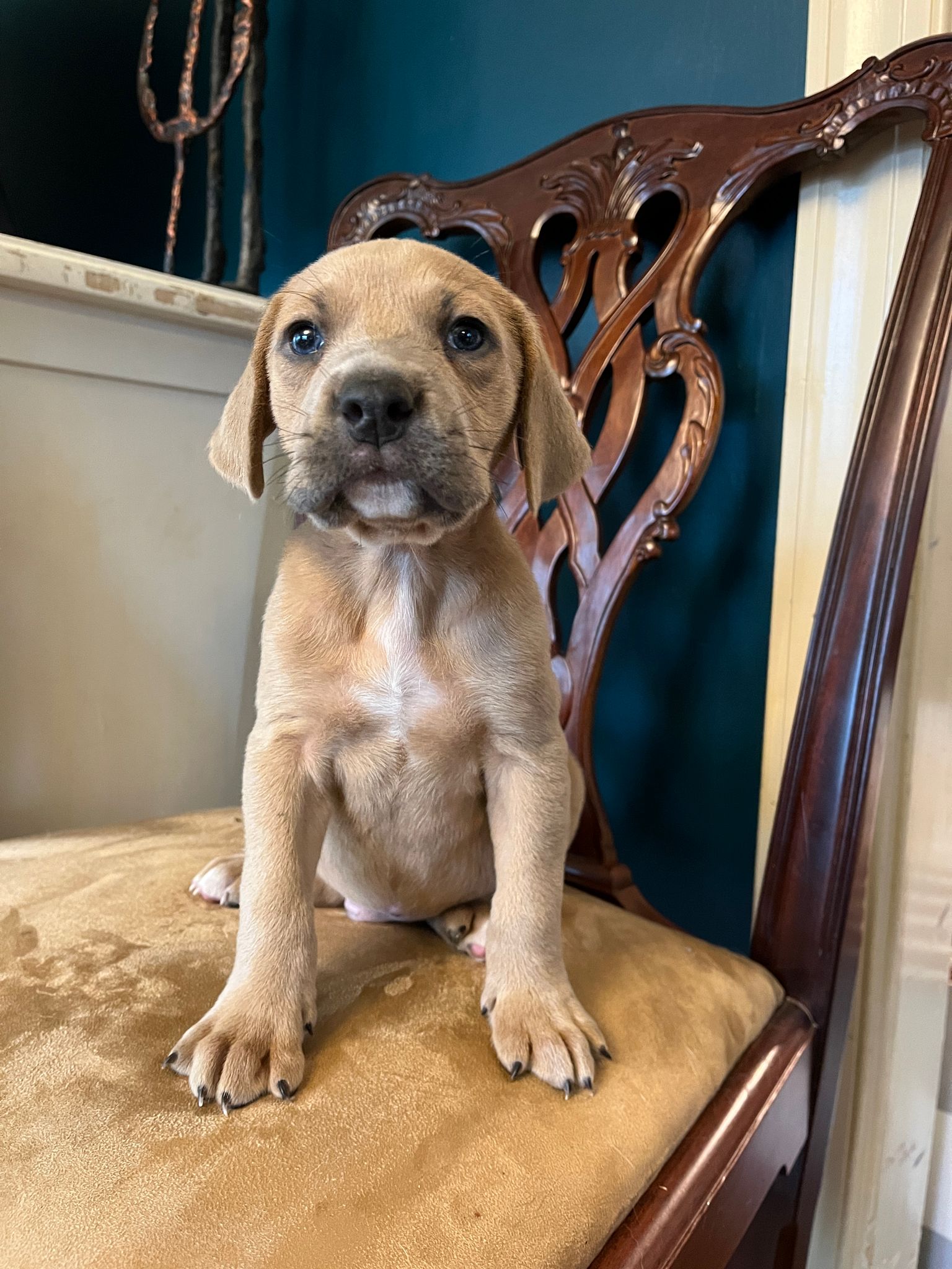 Dog for Adoption Hugo, a Rhodesian Ridgeback in Lenoir, NC Alpha Paw