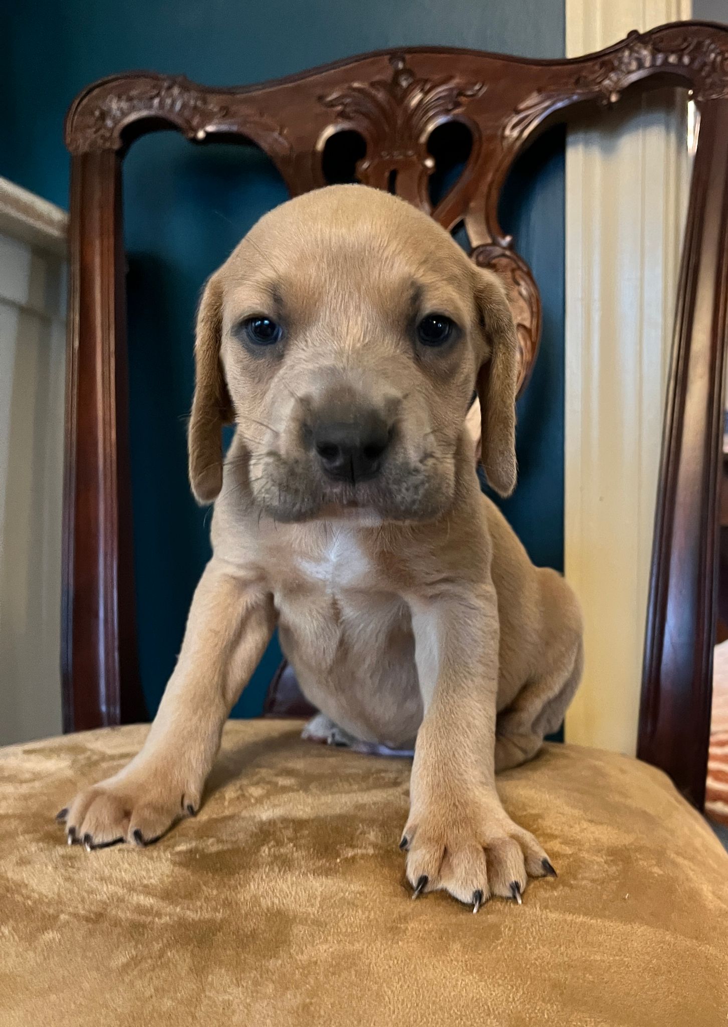 Dog for Adoption Hugo, a Rhodesian Ridgeback in Lenoir, NC Alpha Paw