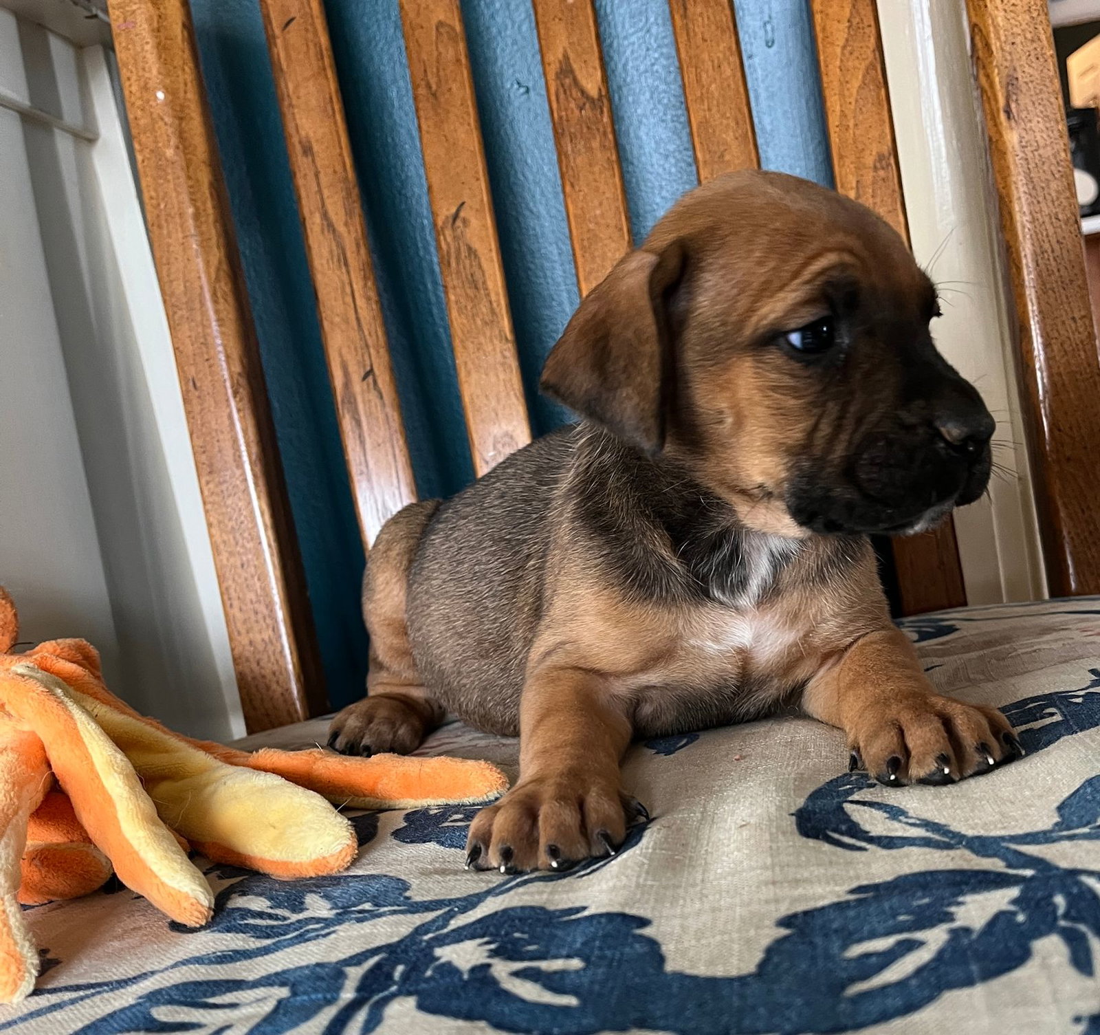 Dog for Adoption Aster, a Rhodesian Ridgeback in Bakersville, NC