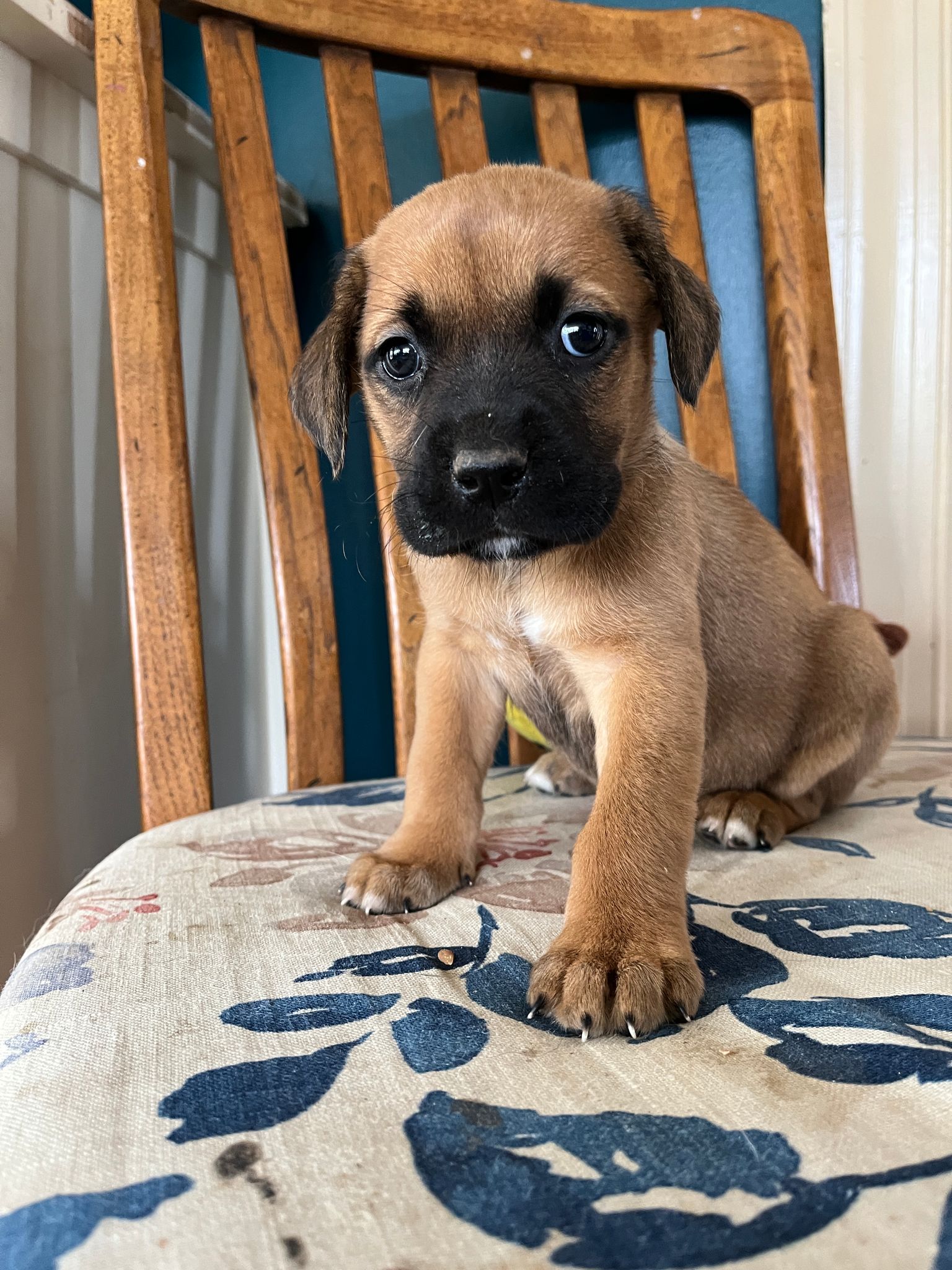 Dog for Adoption Nadie, a Rhodesian Ridgeback in Mcdowell County, NC