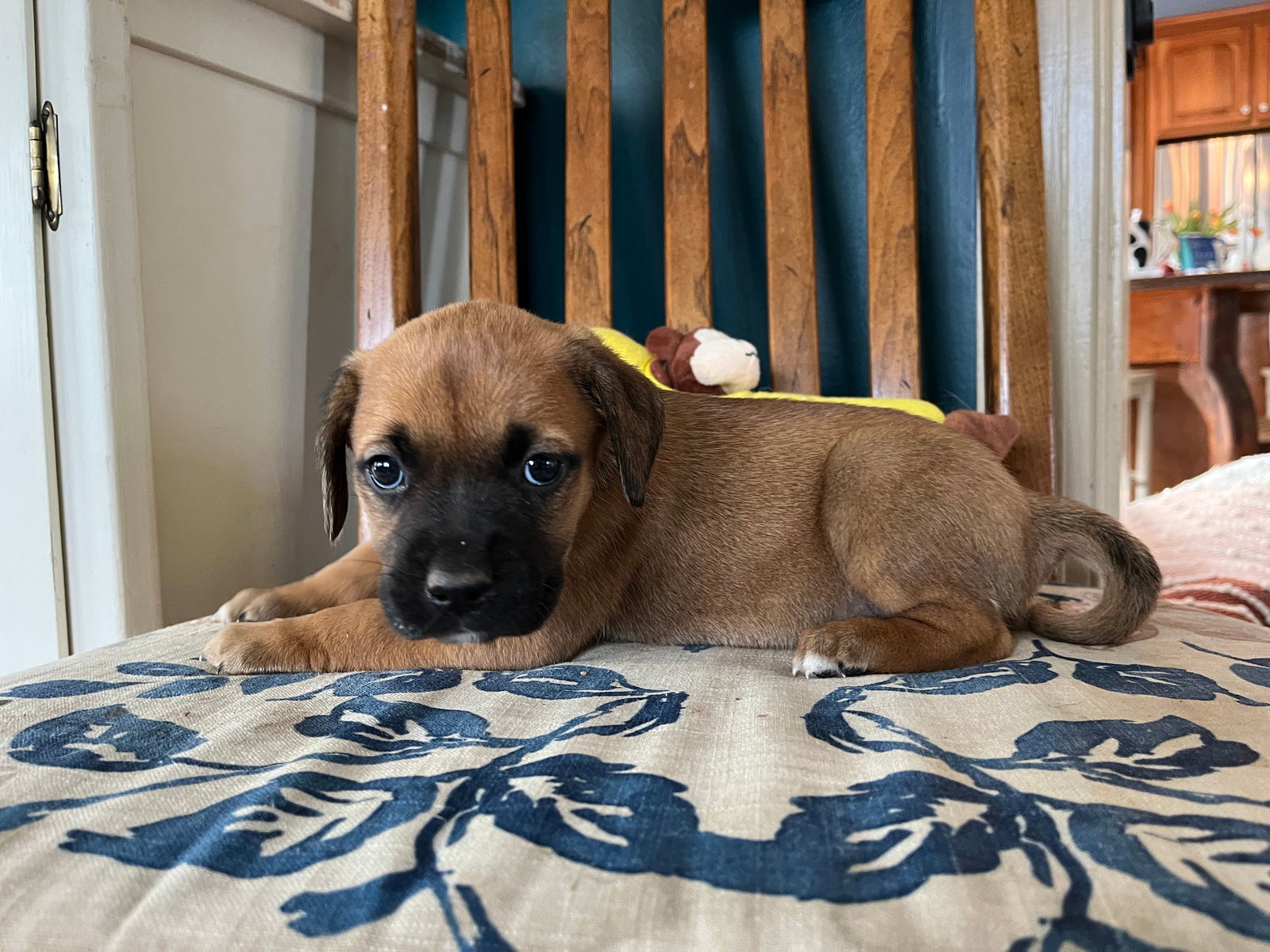 Dog for Adoption Nadie, a Rhodesian Ridgeback in Mcdowell County, NC