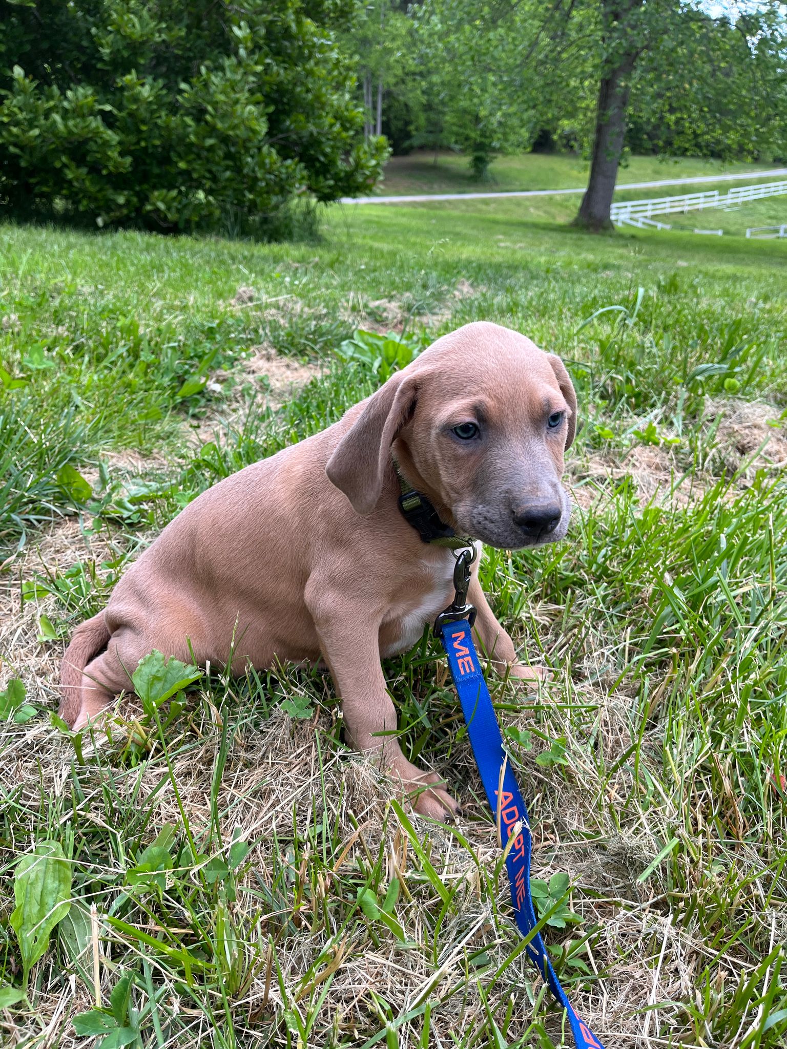Dog for Adoption Dante, a Rhodesian Ridgeback in Rutherfordton, NC