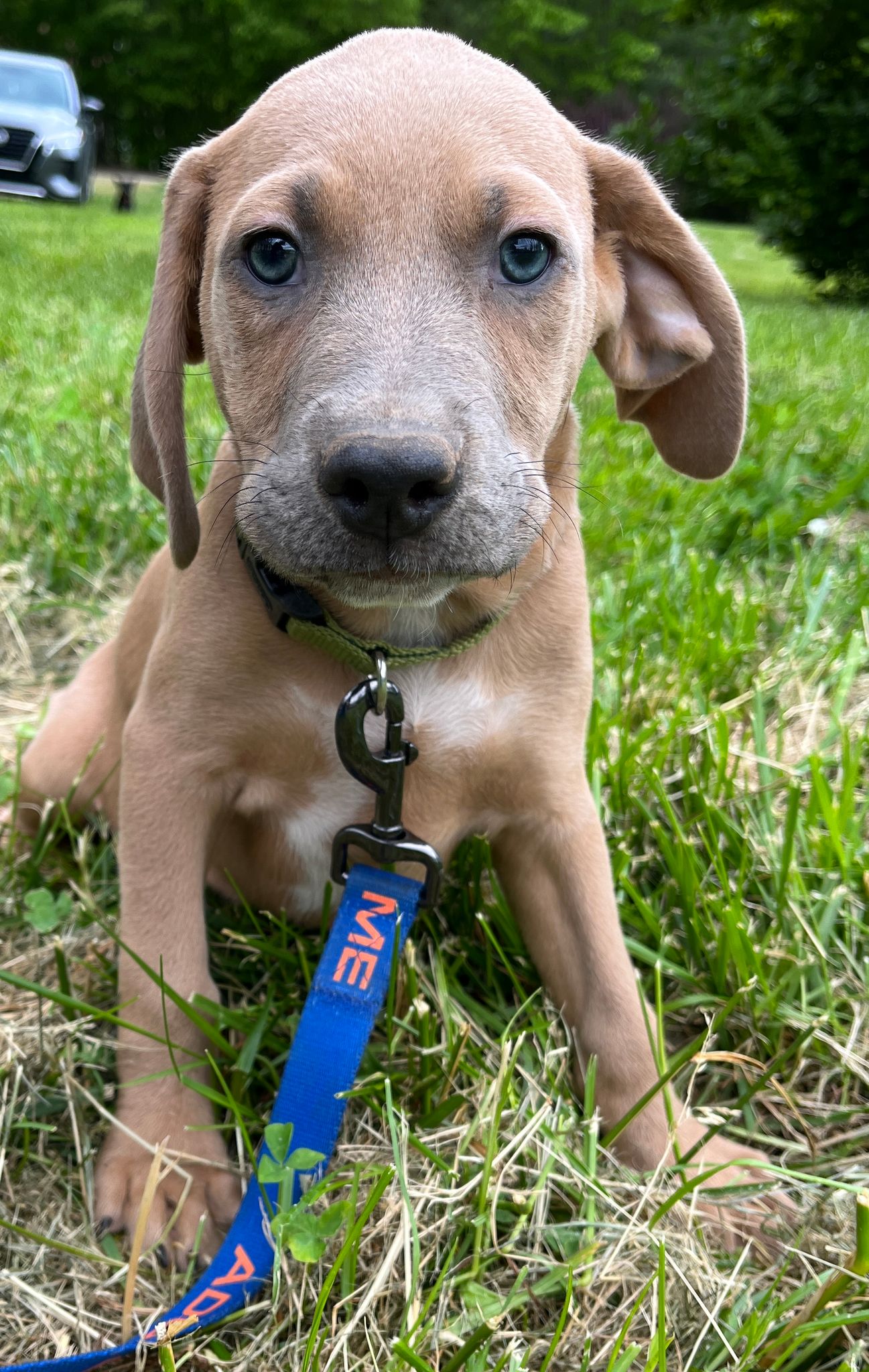 Dog for Adoption Dante, a Rhodesian Ridgeback in Rutherfordton, NC