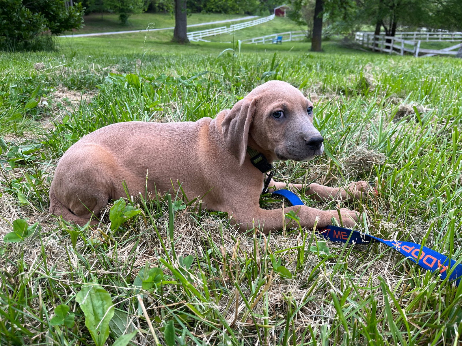 Dog for Adoption Dante, a Rhodesian Ridgeback in Rutherfordton, NC