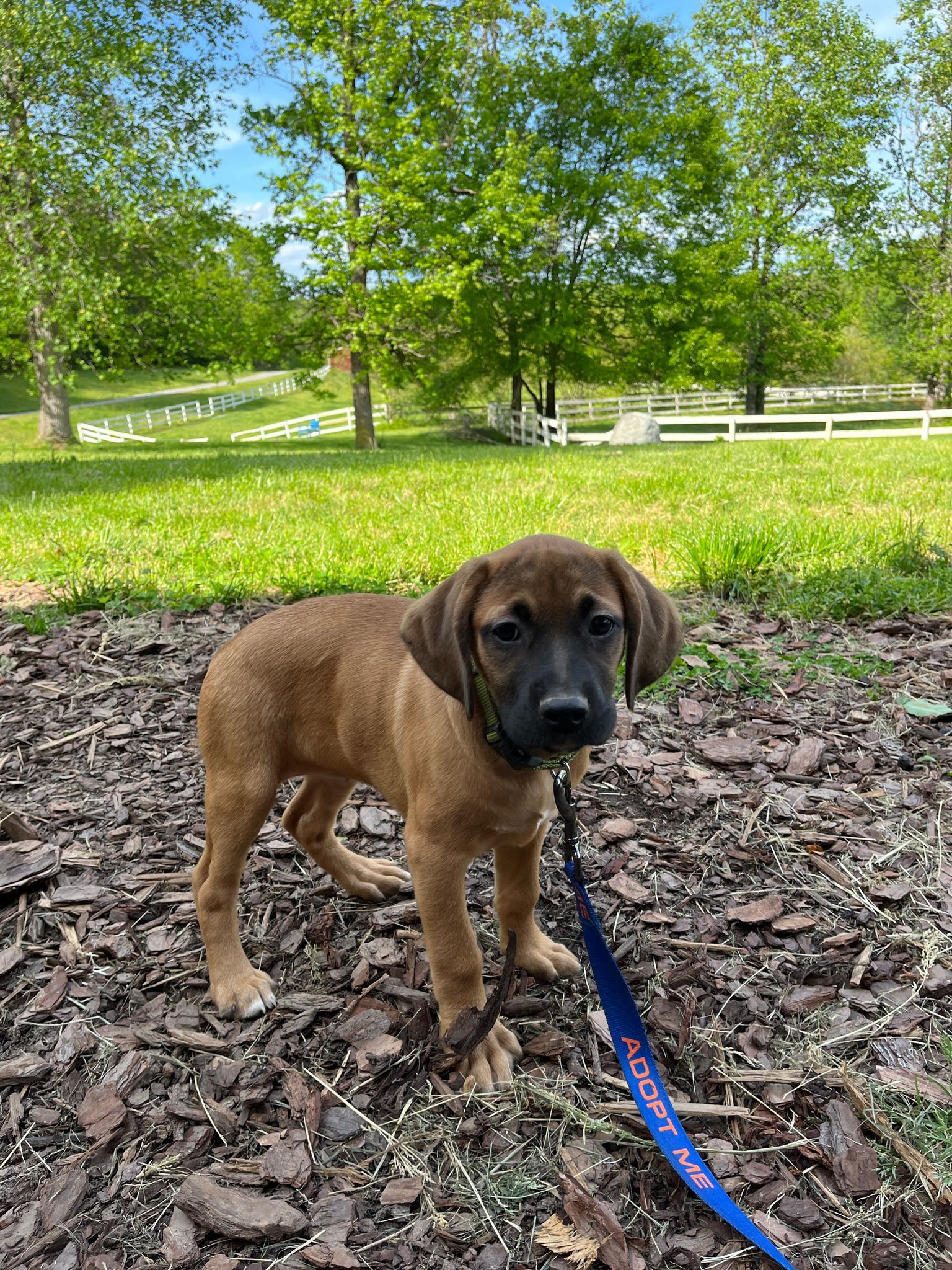 Dog for Adoption Maeve, a Rhodesian Ridgeback in Catawba County, NC