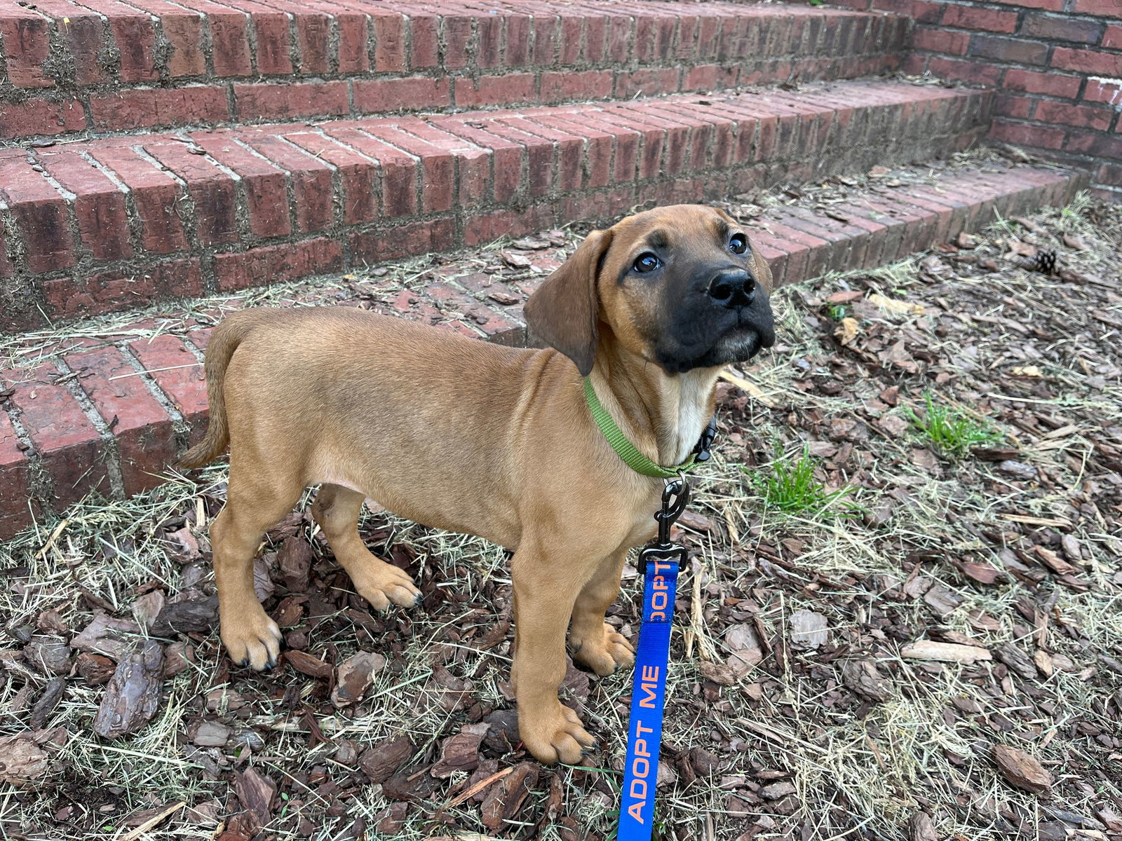 Dog for Adoption Nadie, a Rhodesian Ridgeback in Flat Rock, NC