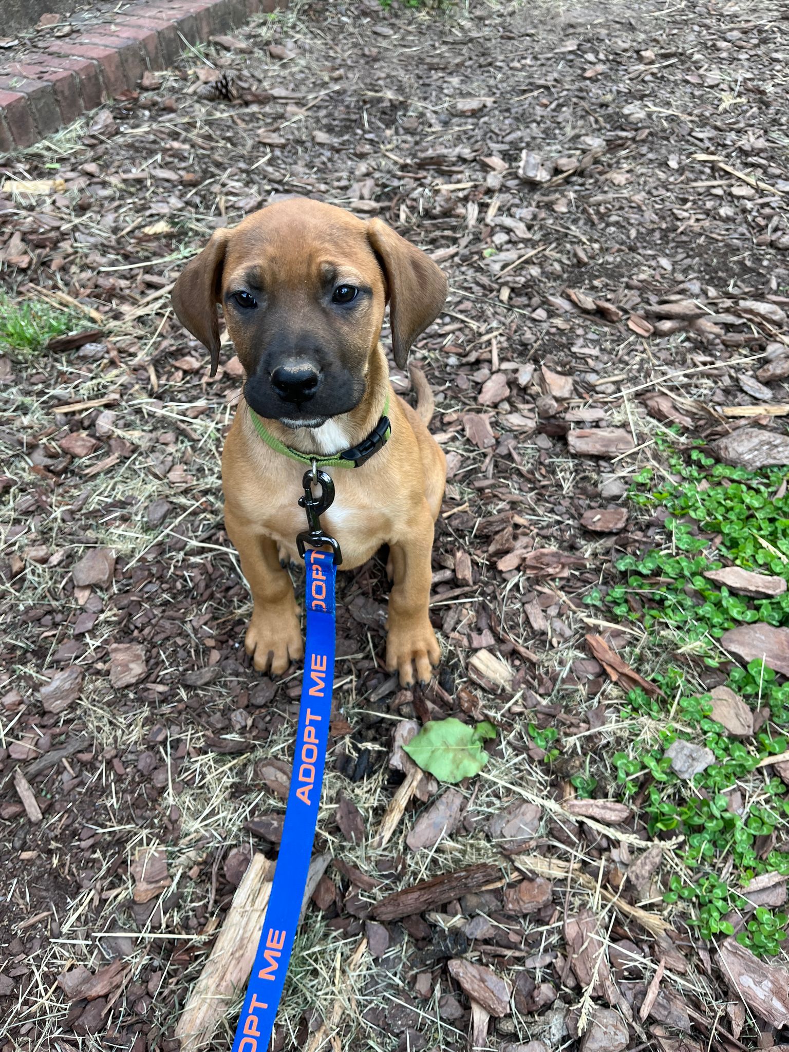 Dog for Adoption Nadie, a Rhodesian Ridgeback in Flat Rock, NC