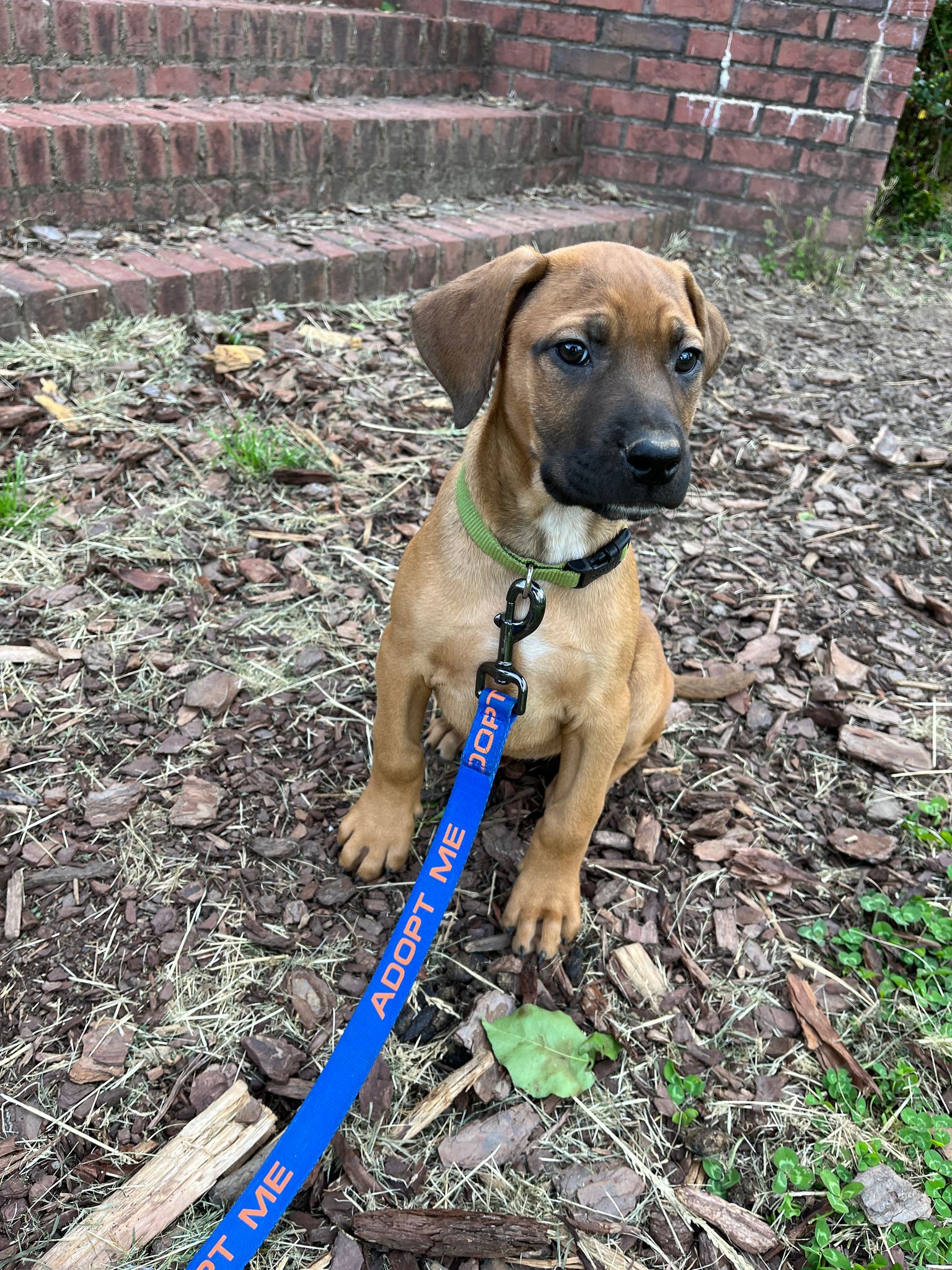 Dog for Adoption Nadie, a Rhodesian Ridgeback in Flat Rock, NC