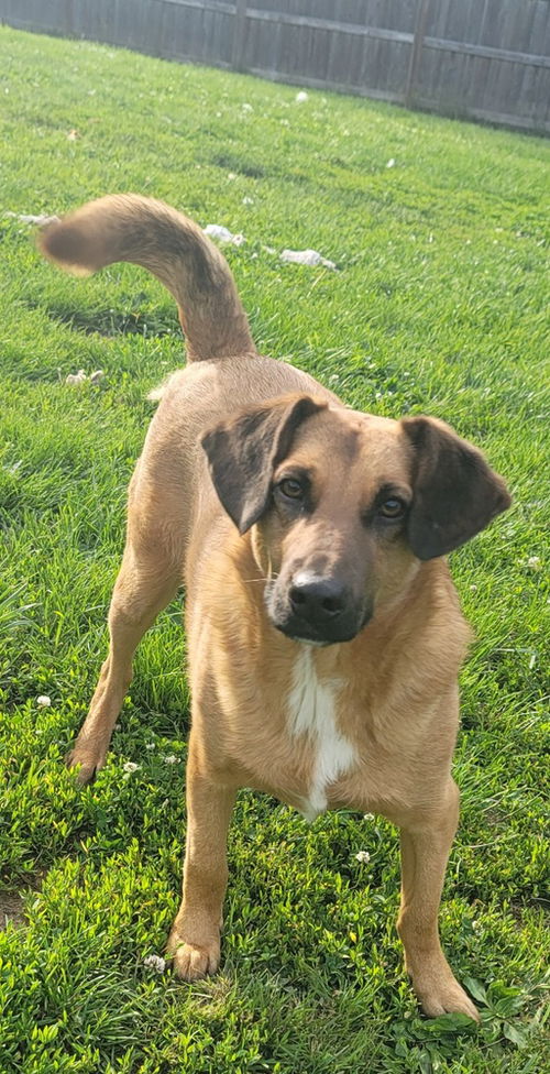 picture of the dog needing adoption