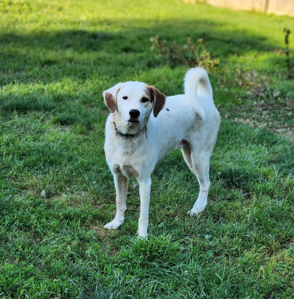 adoptable Dog in Aurora, IN named KY Counties : Jefferson (Smokey)